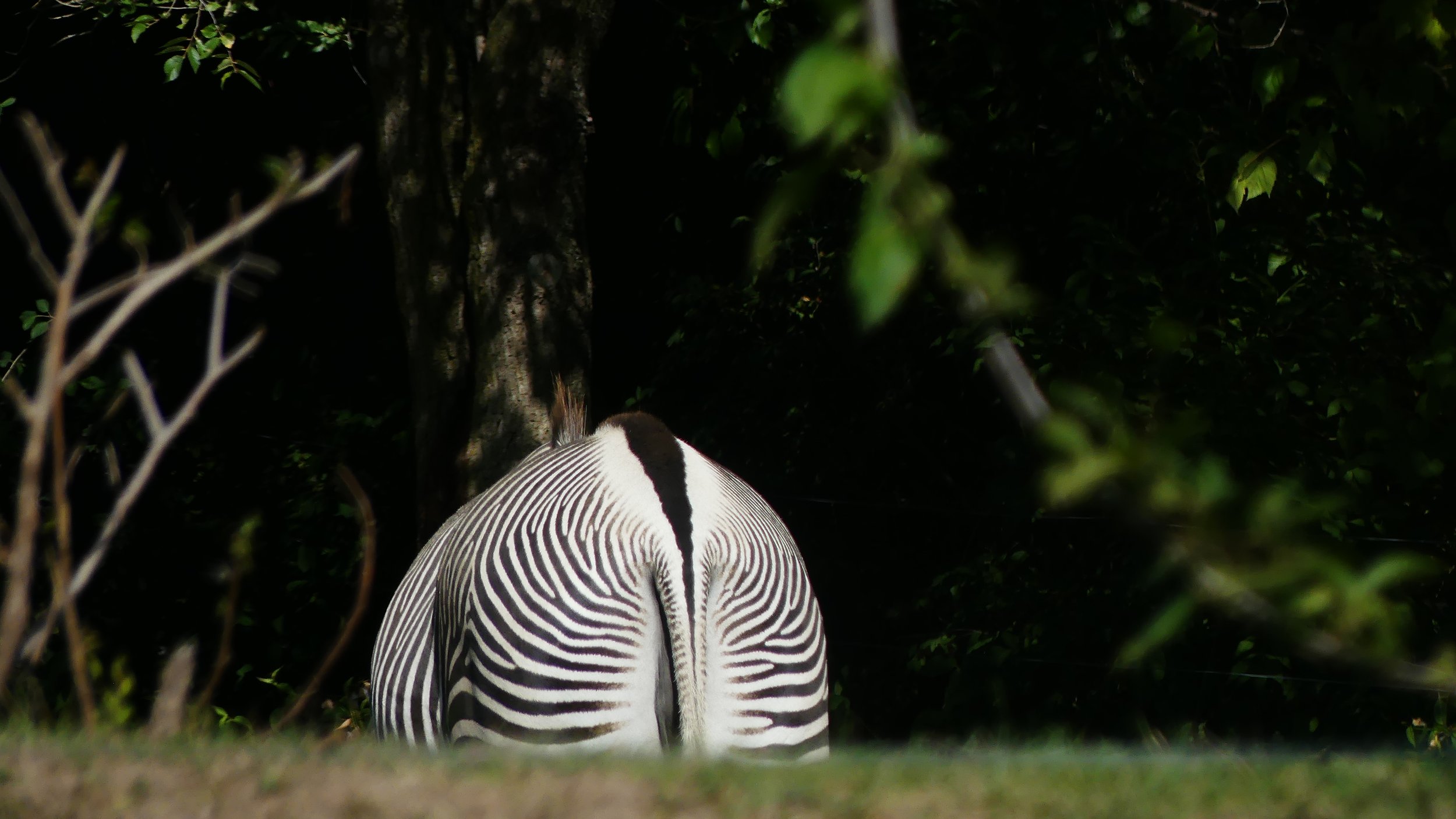 Back view of a zebra with black and white stripes, standing on grass in a forested area with trees and leaves.