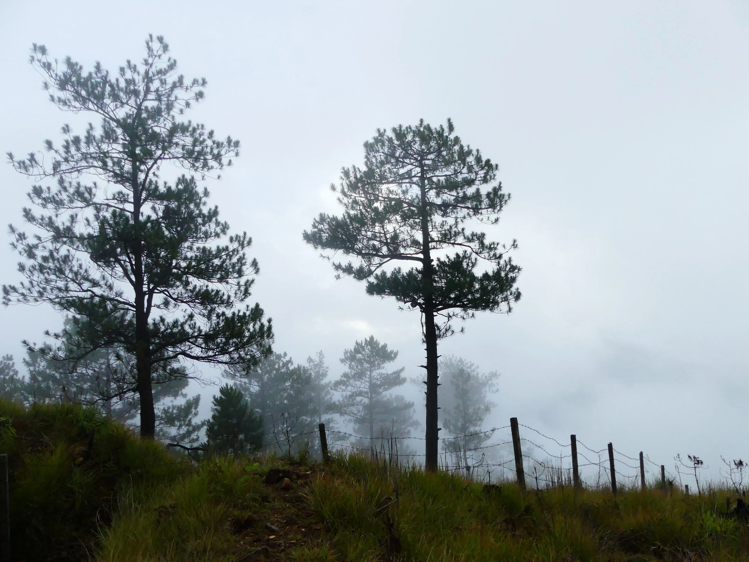 Tall pine trees on a grassy hillside with a barbed wire fence, shrouded in fog.