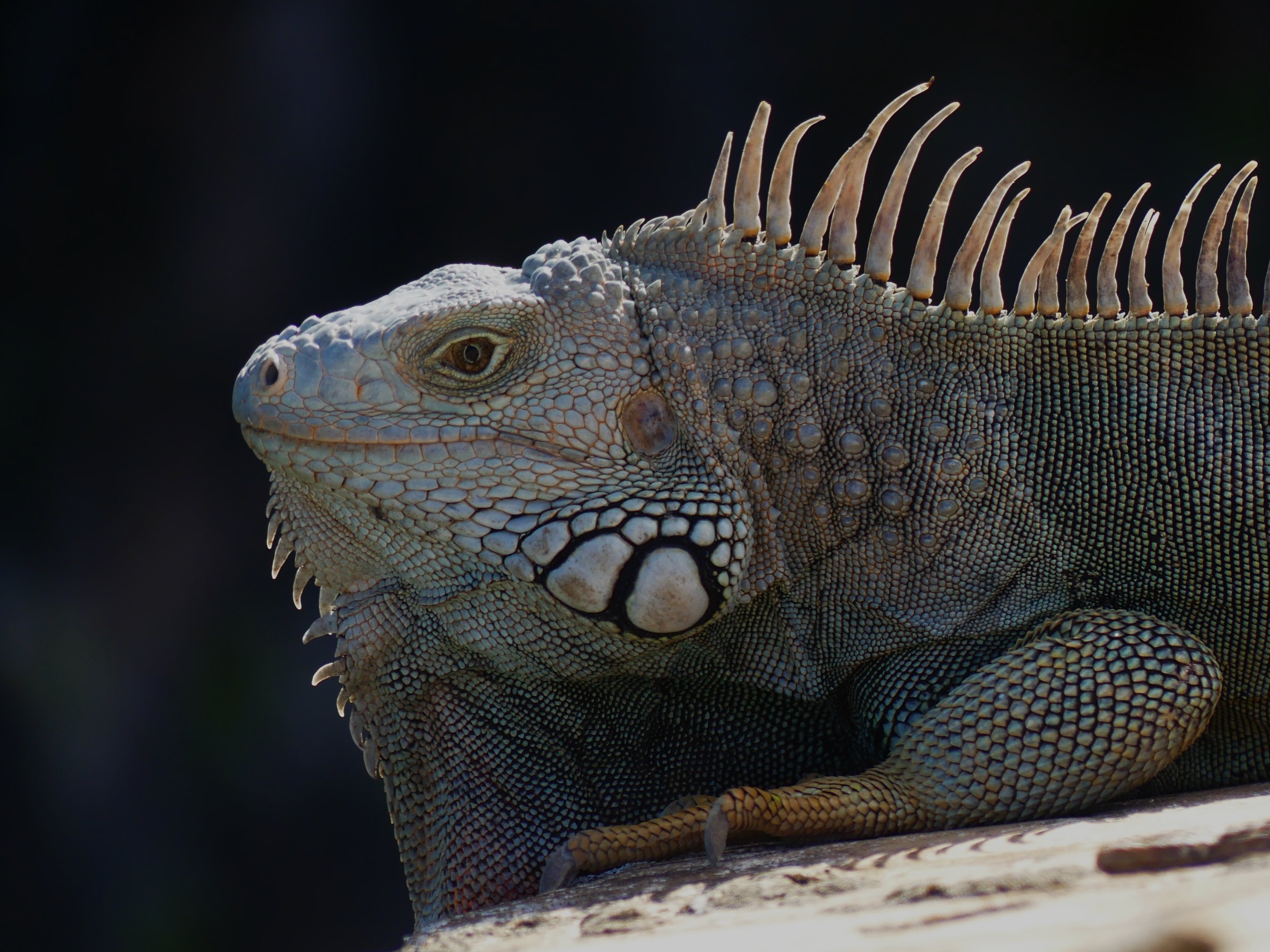 Close-up of a green iguana with spines along its back, resting on a branch.
