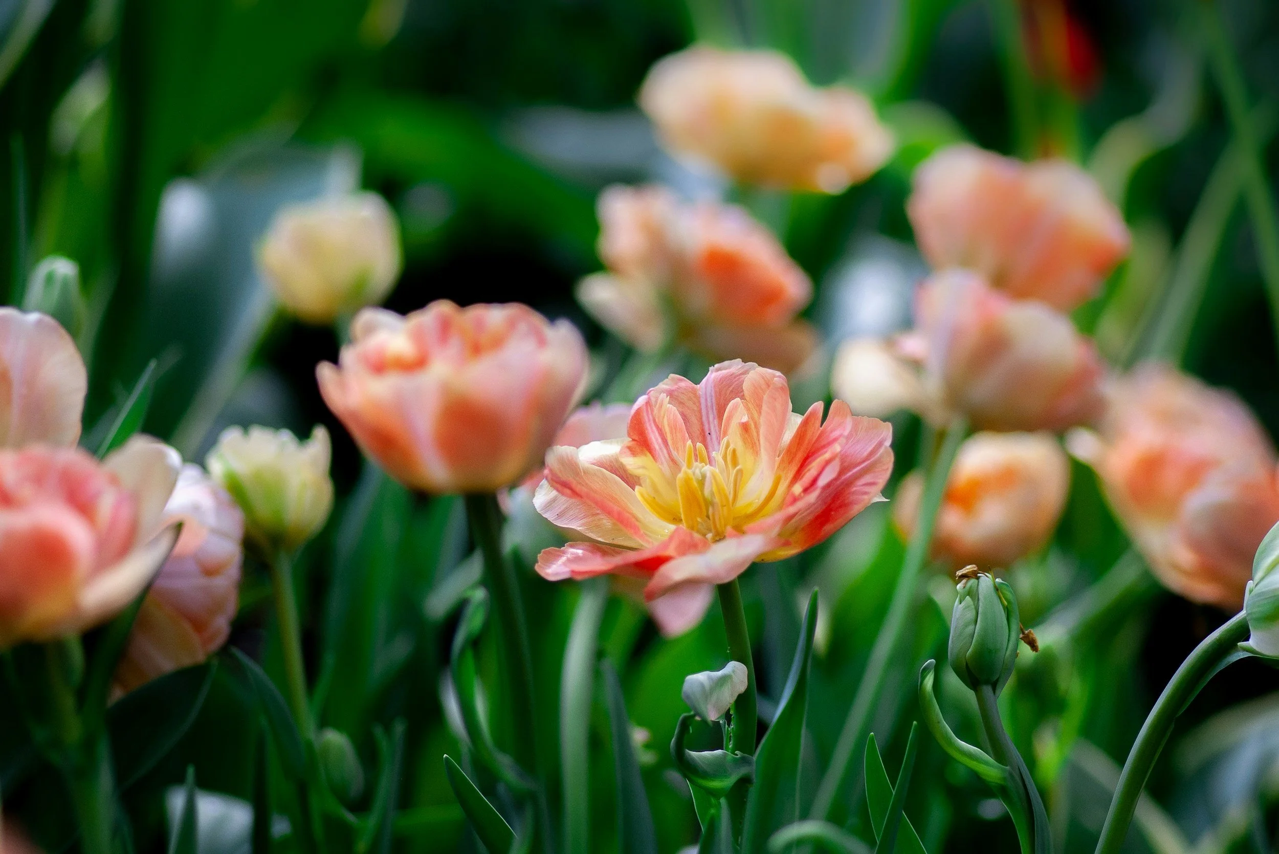 picture of soft peach and pink colored tulips