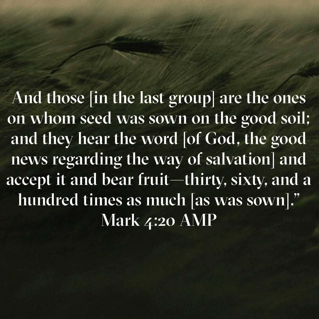 Bible verse from Mark 4:20, displayed over a background of close-up green wheat stalks.