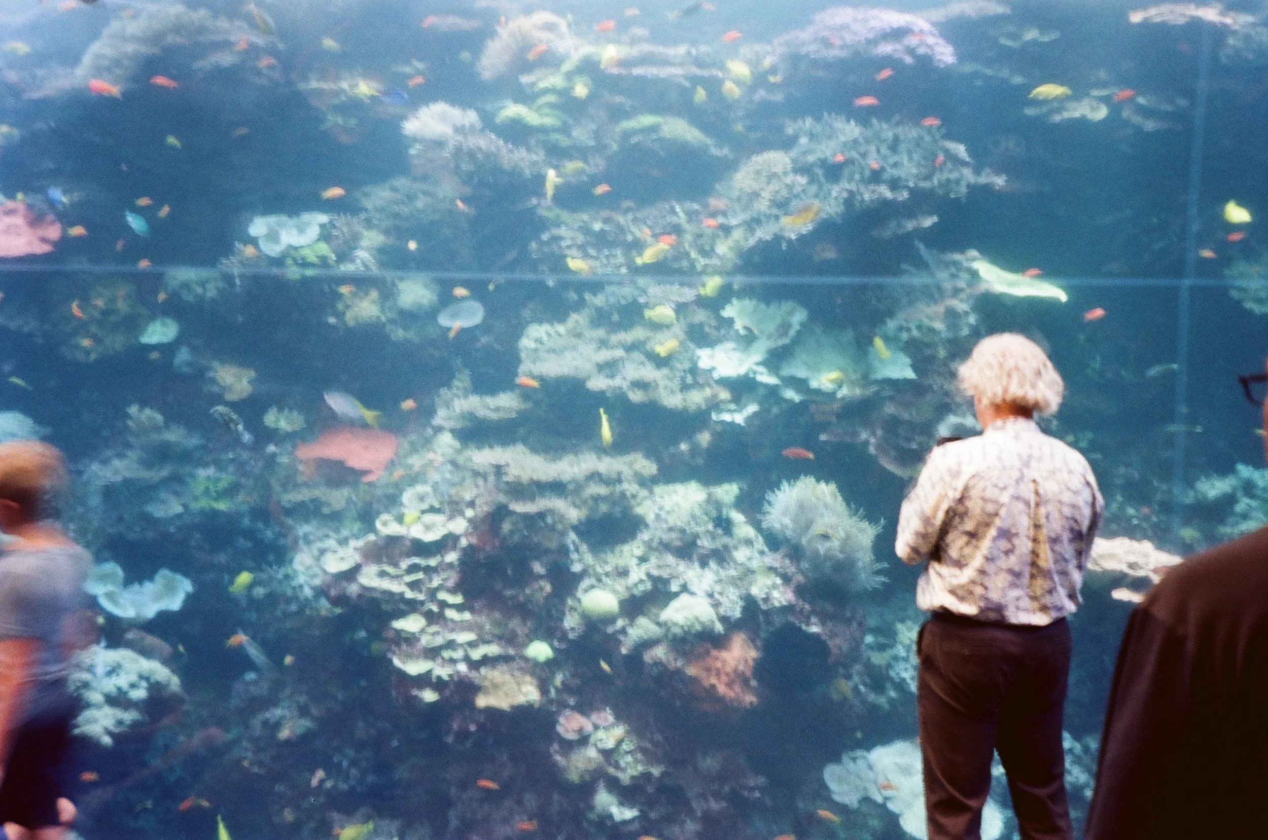 Atlanta Aquarium on Film