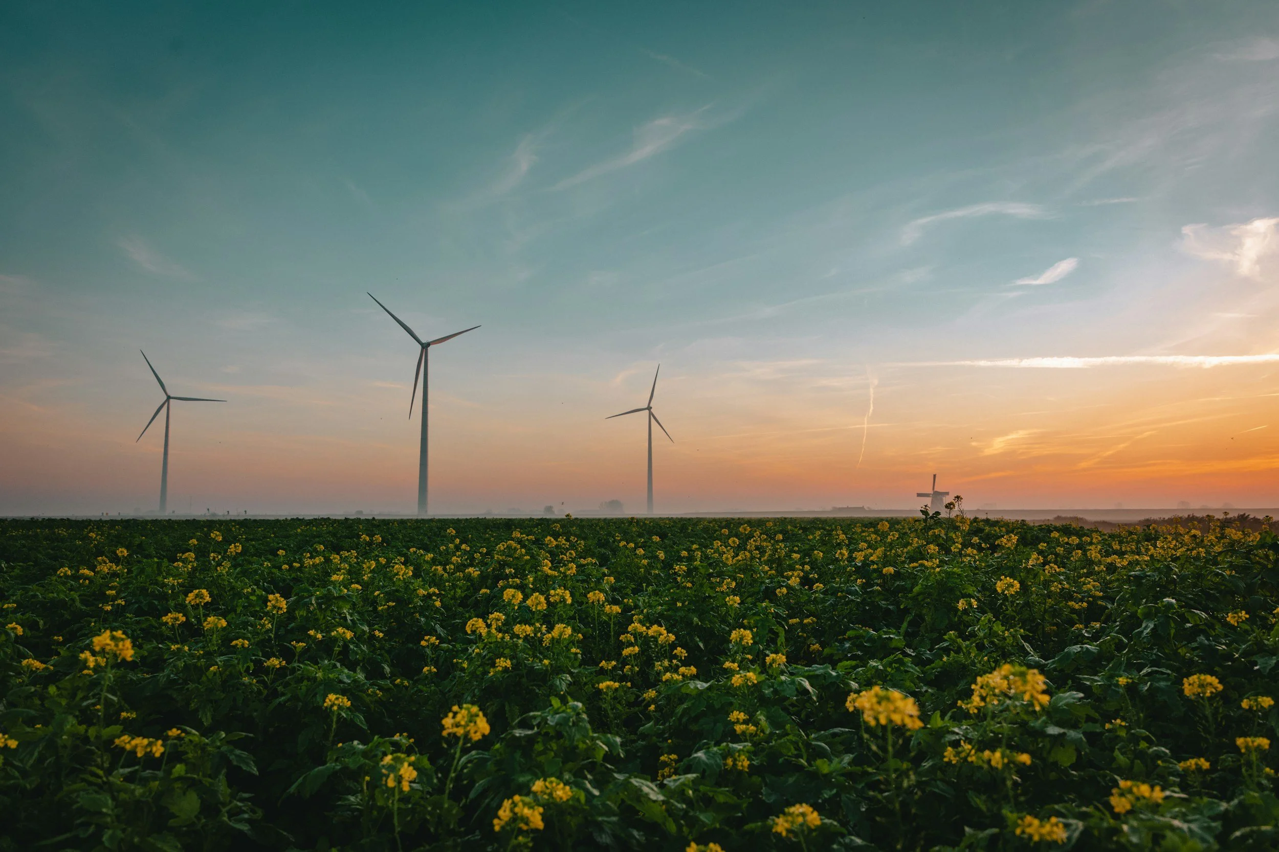 A field with yellow flowers at sunset, with four wind turbines in the background in a clear sky.