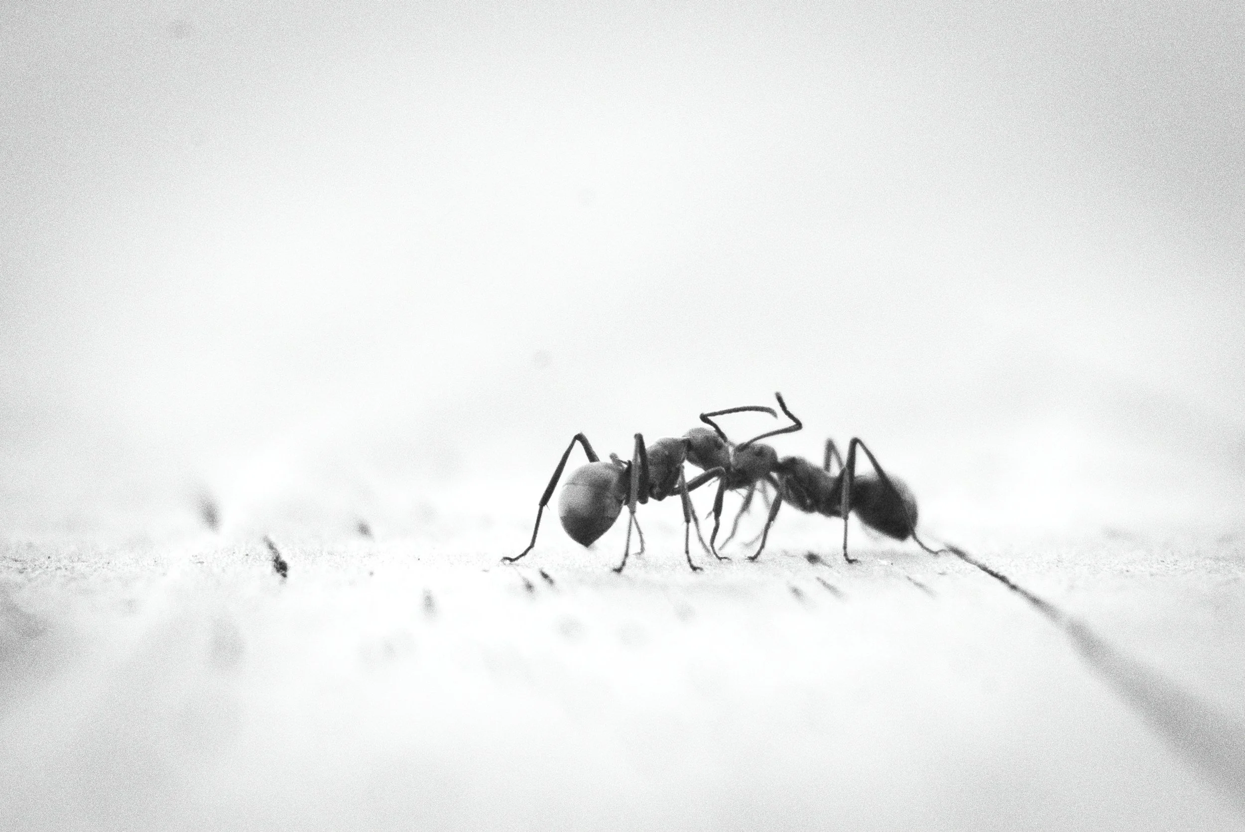 Close-up of two ants on a flat surface, one ant carrying a piece of food, both walking side by side, in black and white.