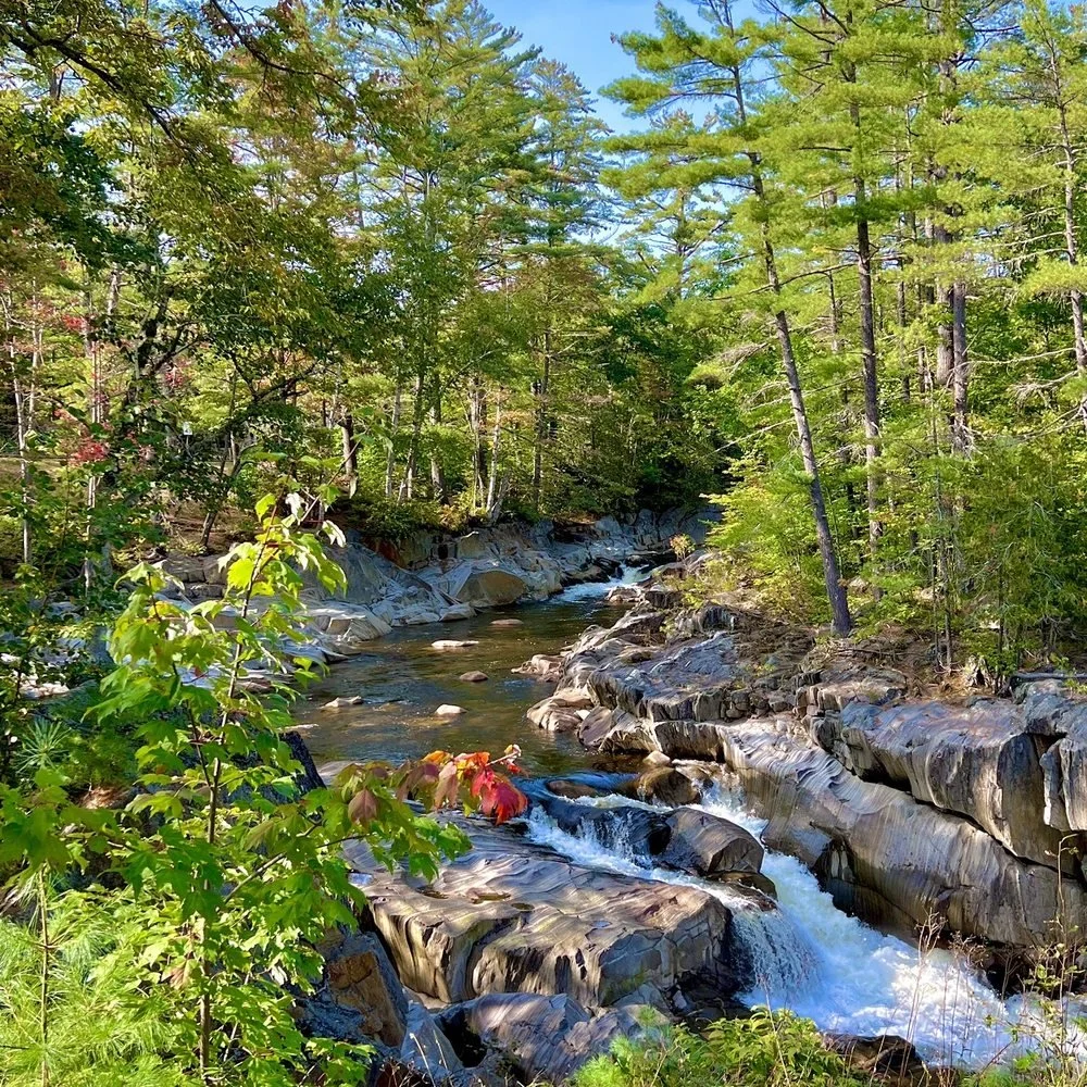 Pest control services in Andover Maine