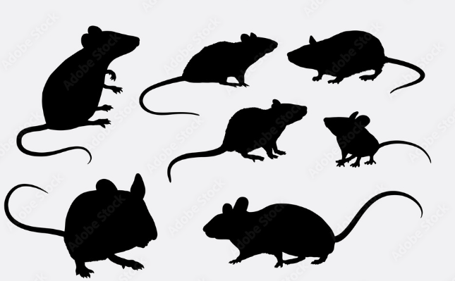 Silhouettes of seven different mice and rats, some with long tails, placed on a white background.