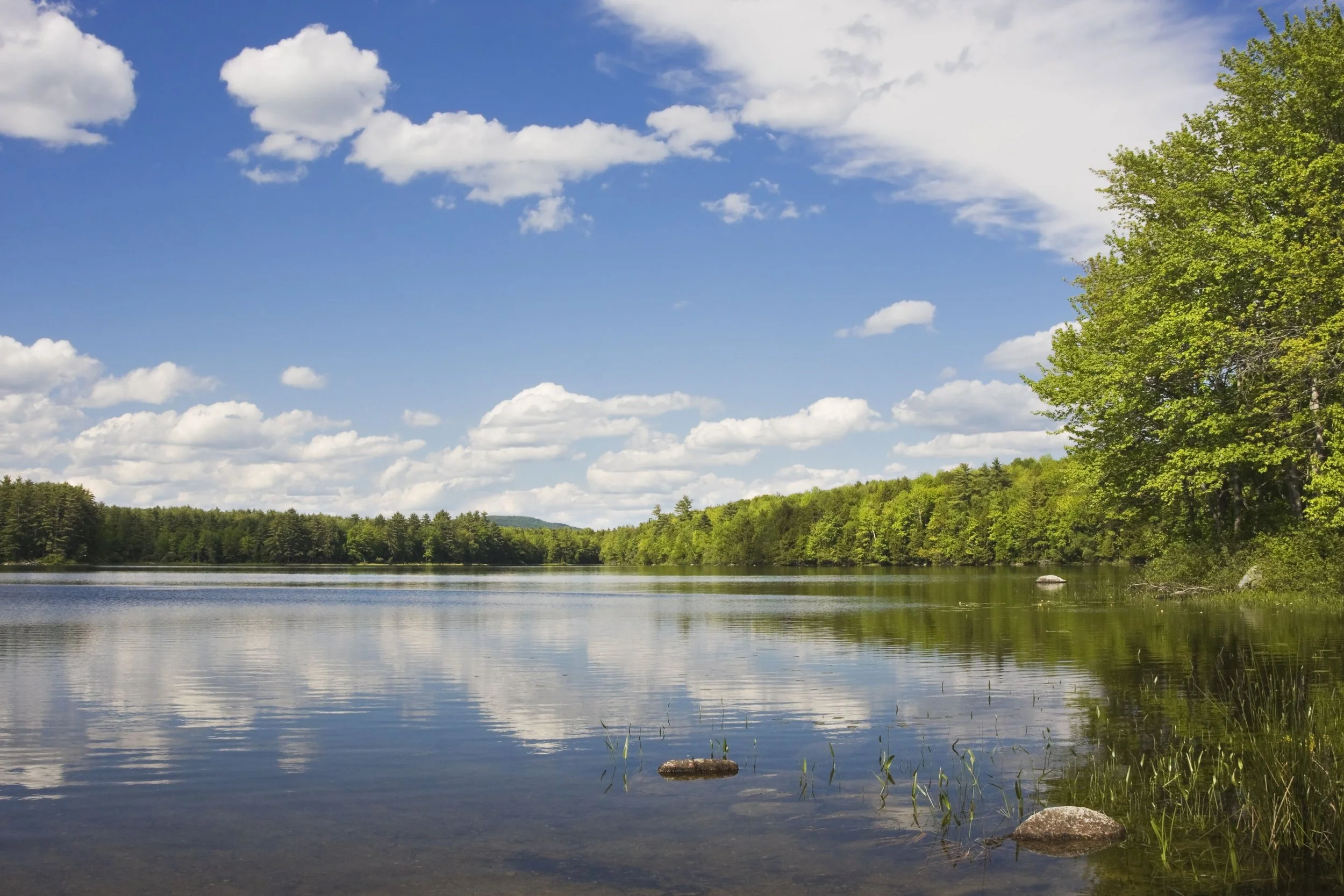 Pest control services in Mount Vernon Maine