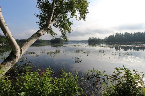 Pest control services in Raymond Maine