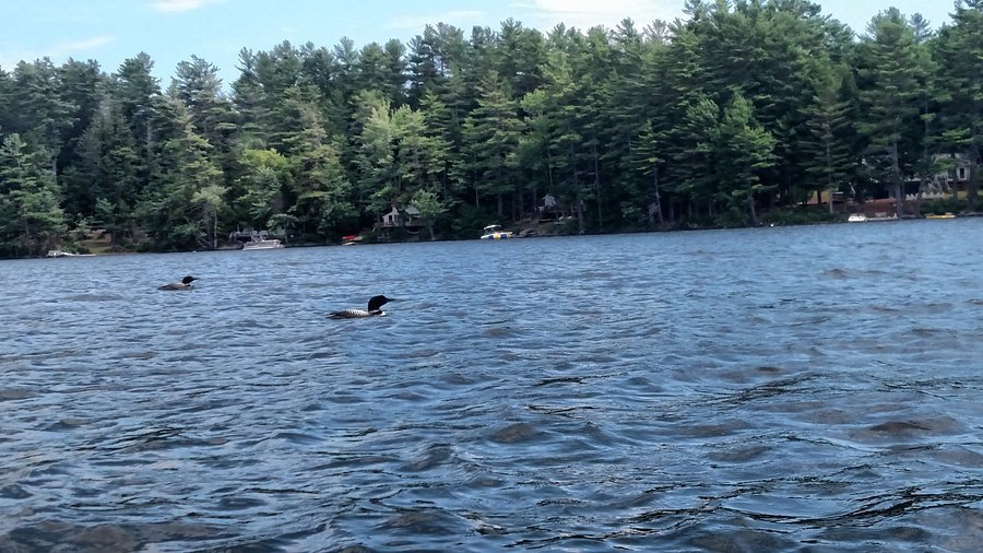 Pest control services in Litchfield Maine