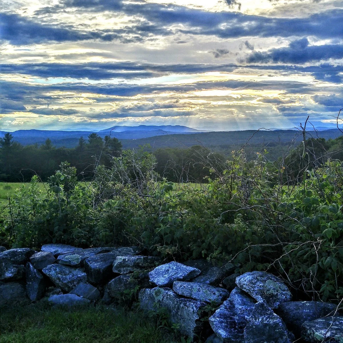 Pest control services in Casco Maine