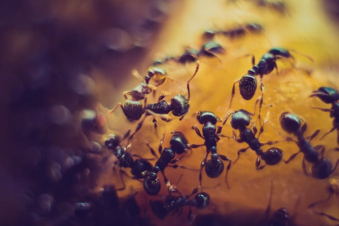Close-up of black ants crawling on a surface with a warm yellow and brown background.