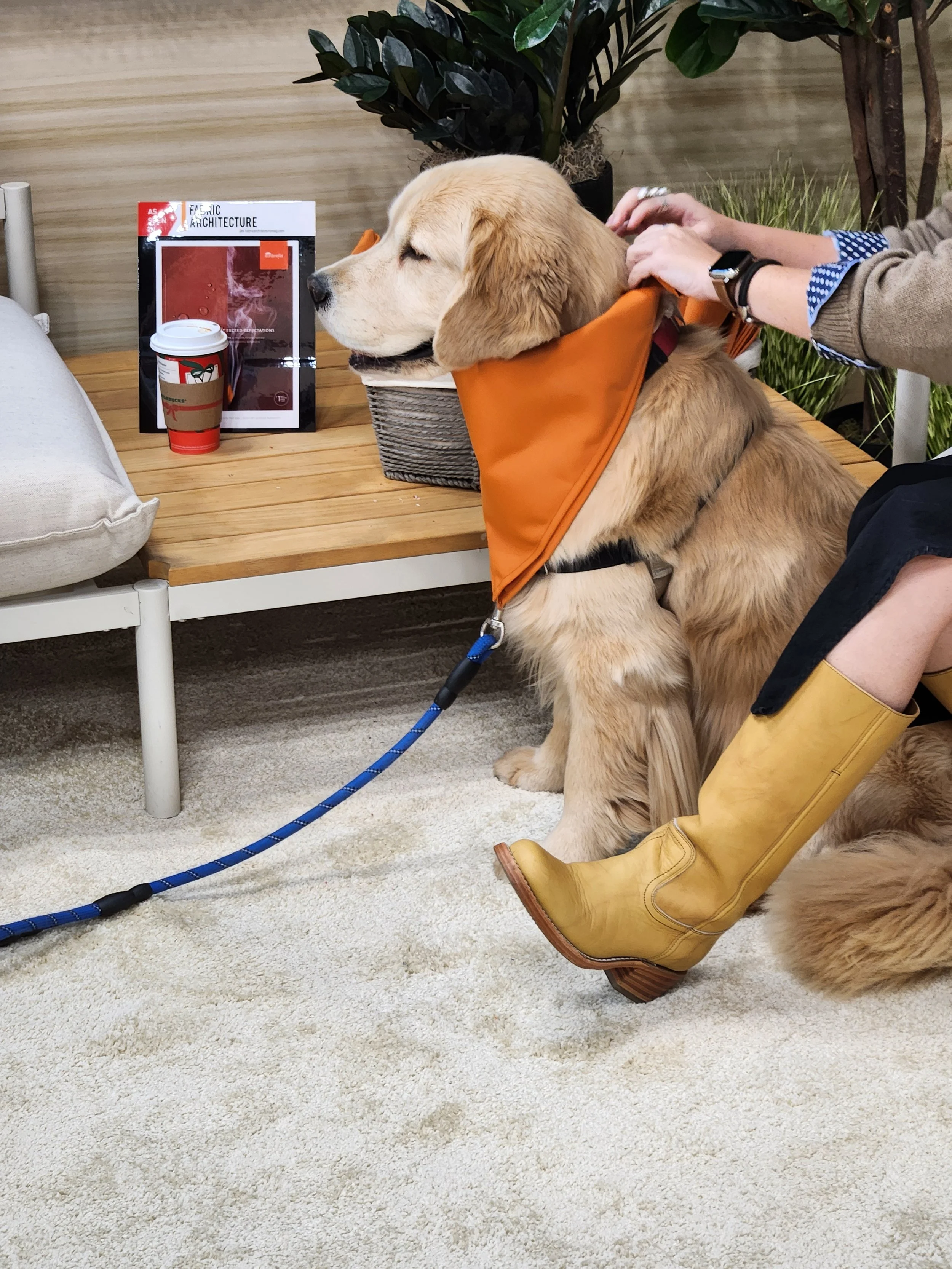Photo of golden retriever therapy dog getting a bandana tied around his neck.