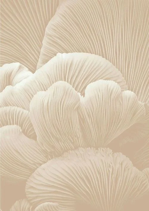 Close-up of white mushroom gills with detailed ridges and curves.