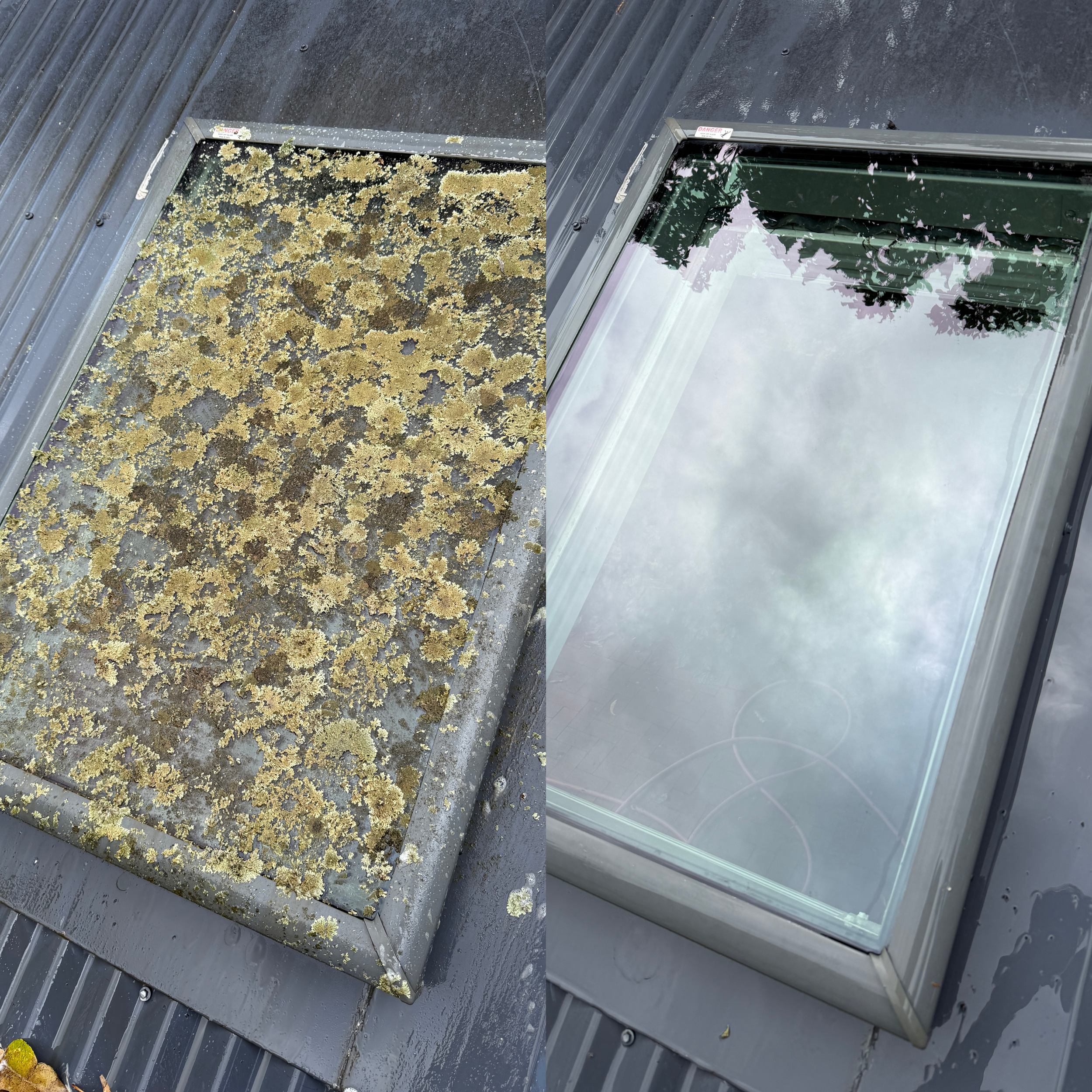 Before and after images of a skylight on a roof. The left shows the skylight covered in yellowish moss and algae, while the right shows the clean, clear glass after cleaning.