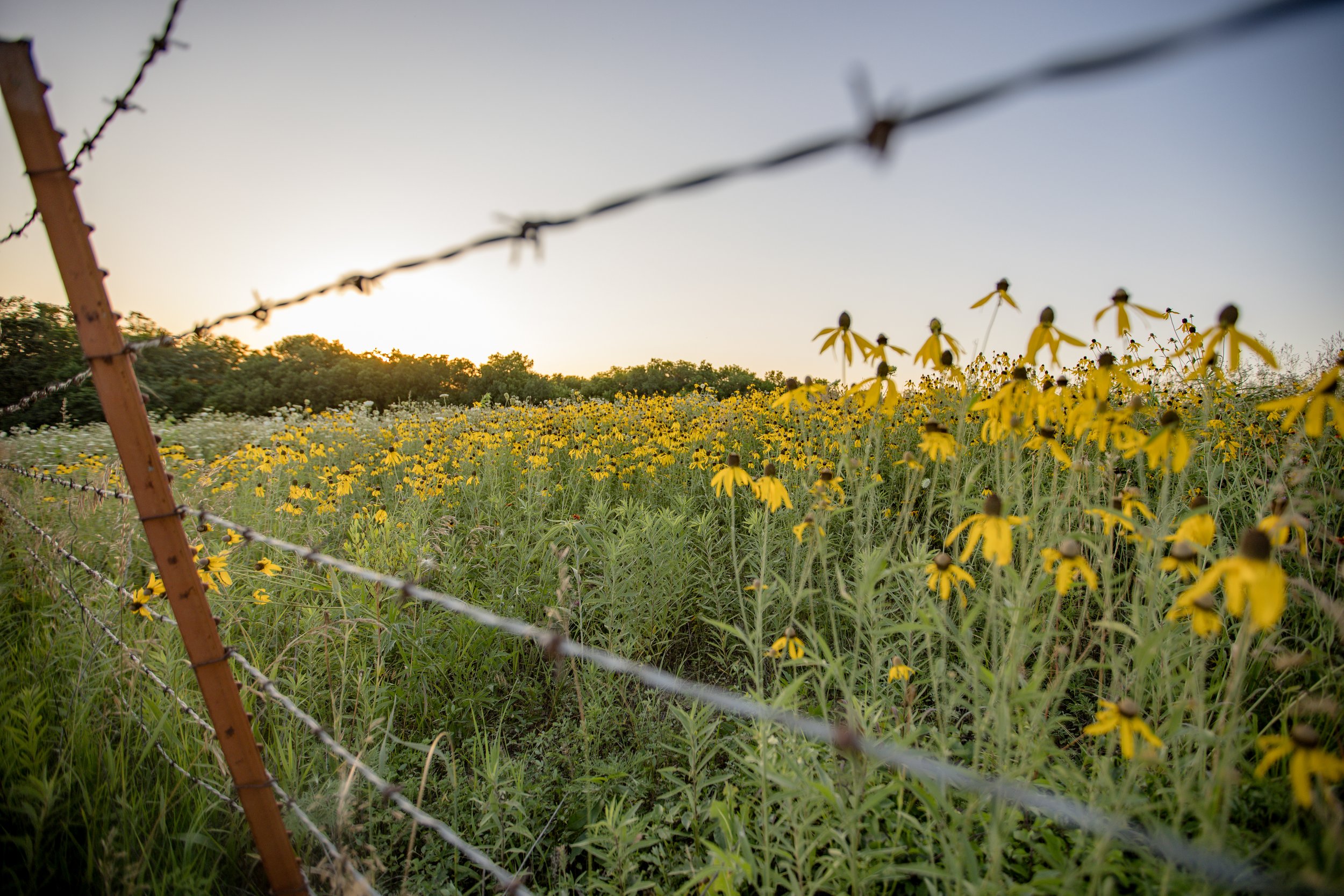 A field of yellow flowers with a barbed wire fence in the foreground and trees in the background, under a setting sun.