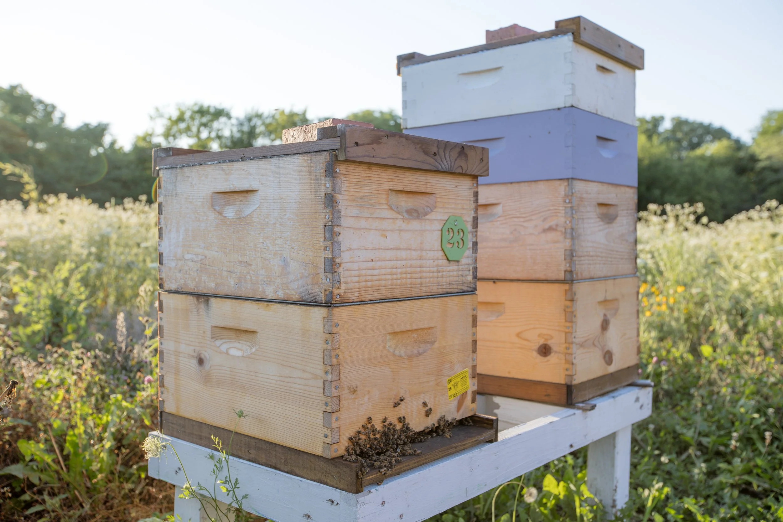 Three bee hives on a white stand in a field with green trees in the background.