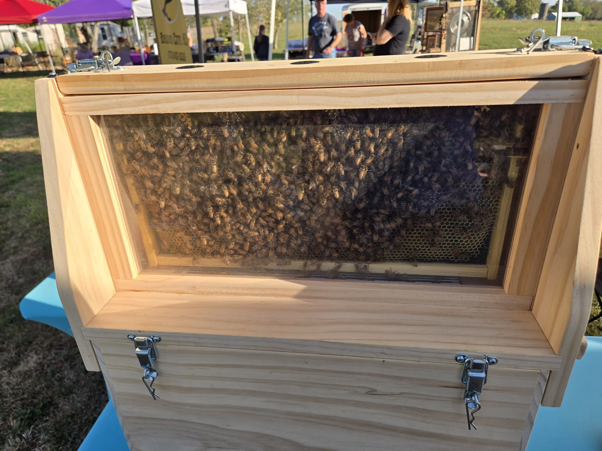 A wooden beehive with a clear glass window showing a colony of bees inside, mounted outdoors at a bee festival or market, with tents and people in the background.