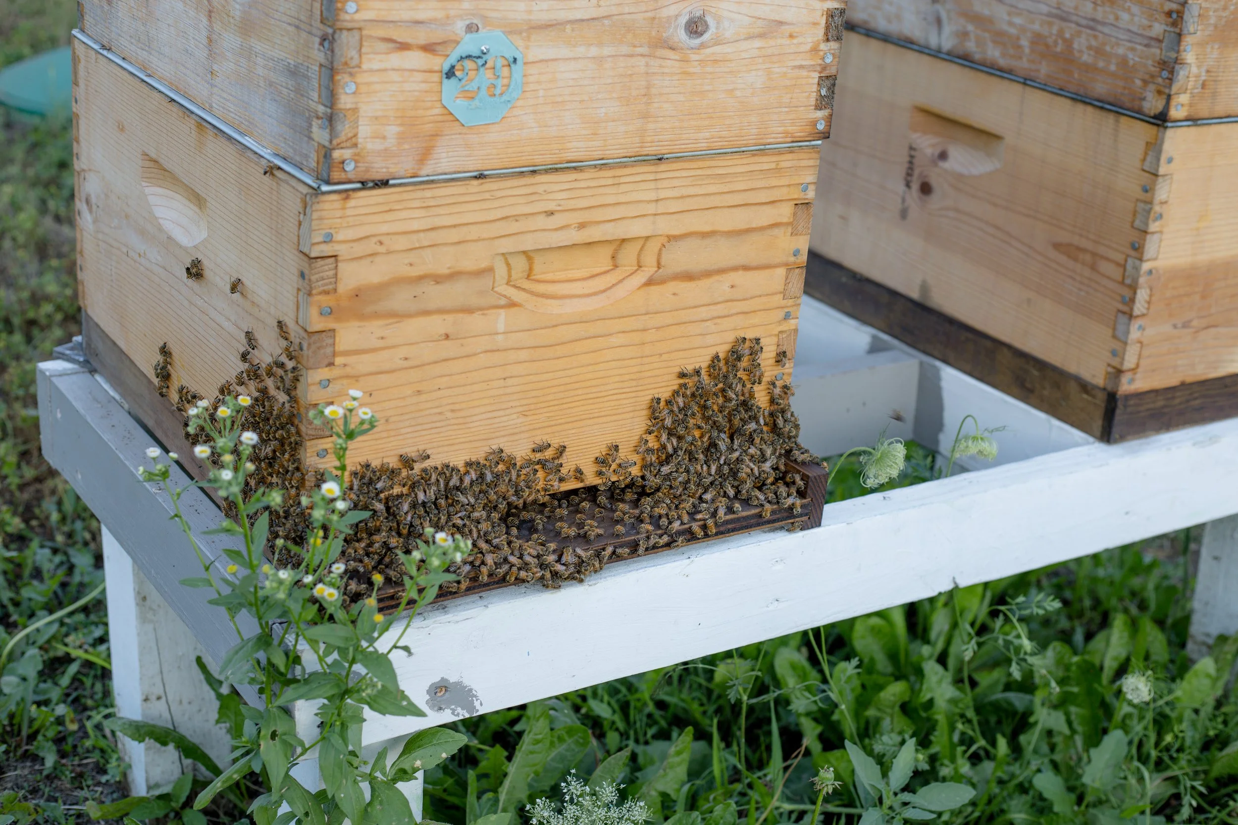 Beehive with bees at the entrance, surrounded by green plants and flowers.