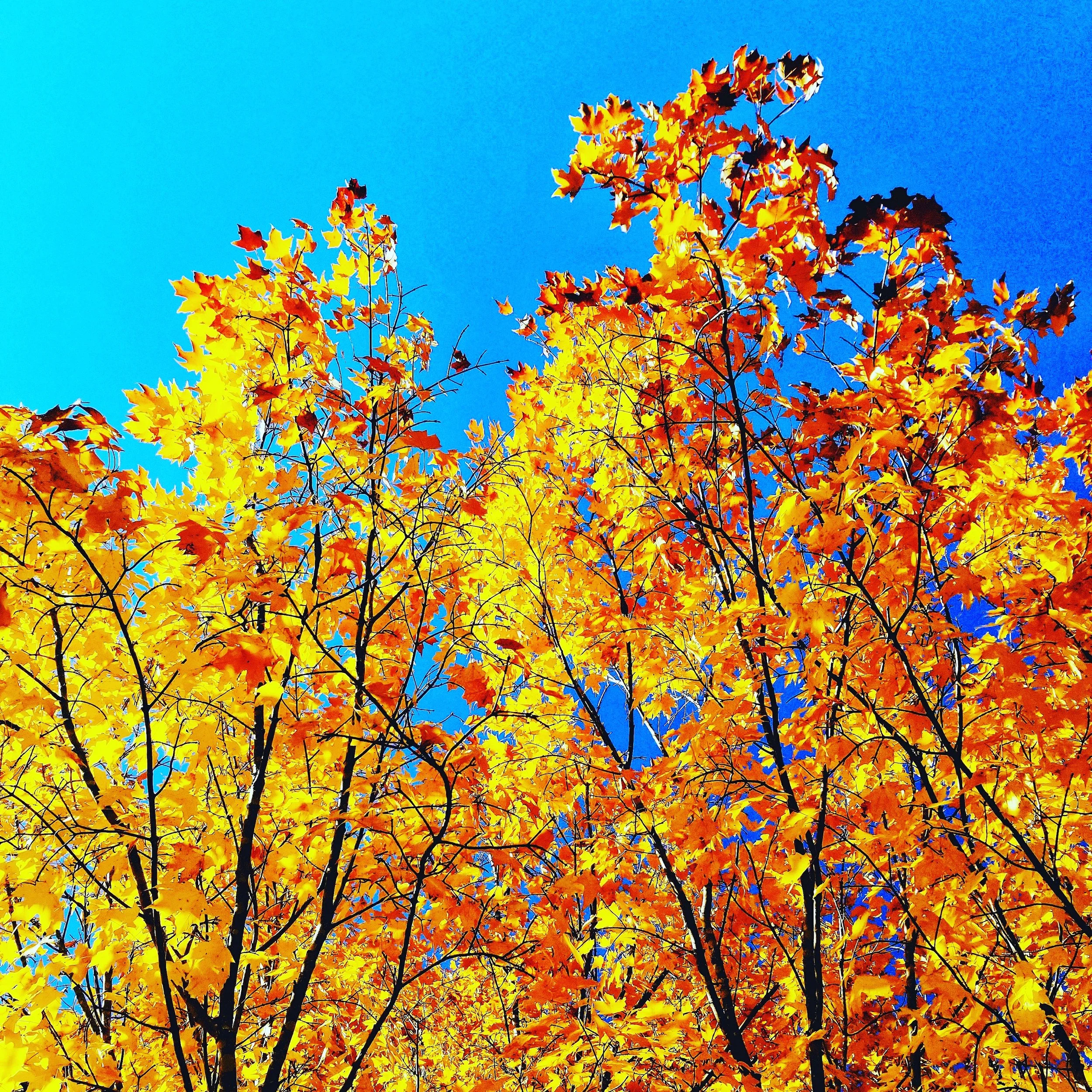 Bright yellow and orange autumn leaves on tree branches against a clear blue sky.