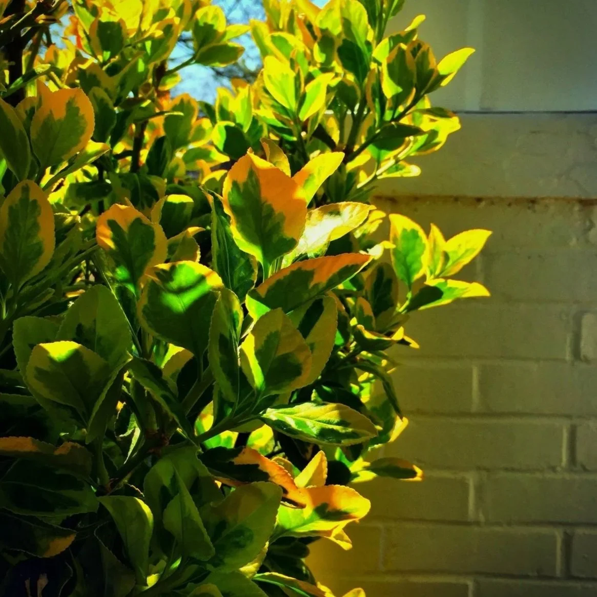 Close-up of variegated green and yellow leaves on a bush against a background of greenish bricks, illuminated by sunlight.