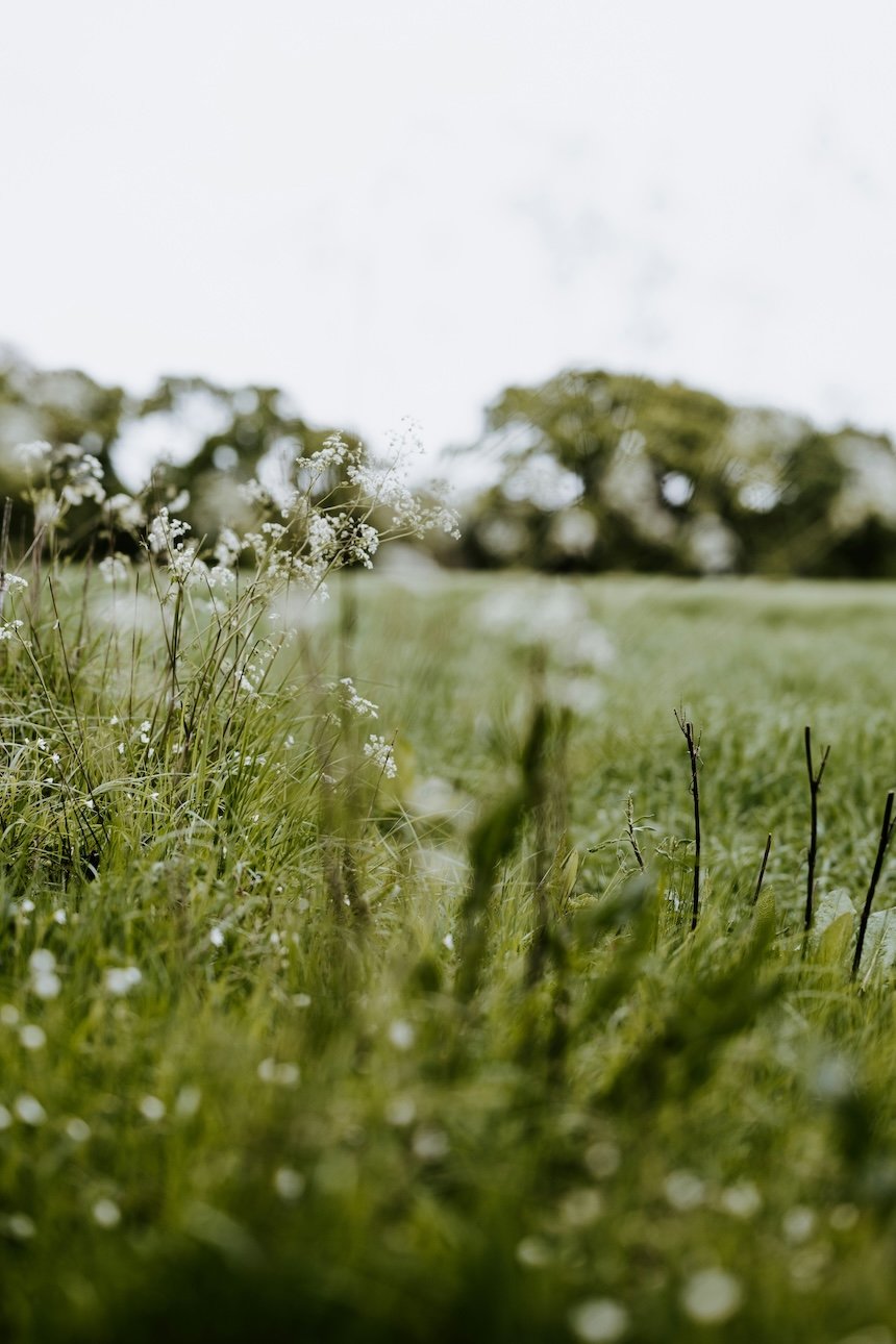 Wildflowers near Wellard WA, reflecting the nature-inspired approach of The Healing Meadow Naturopathy and its emphasis on natural women’s health support.