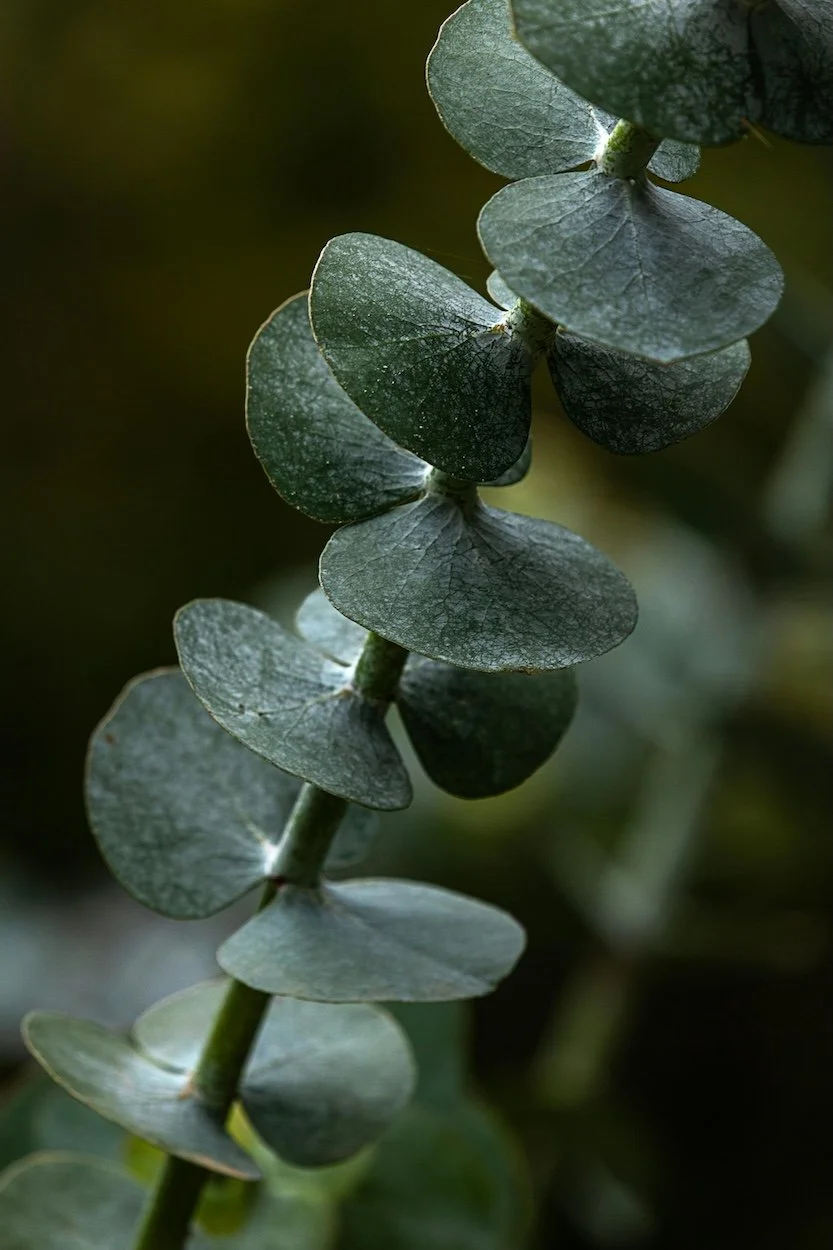 Close-up of eucalyptus used in natural medicine at The Healing Meadow Naturopathy, a Wellard WA naturopathic clinic specialising in women's wellbeing.