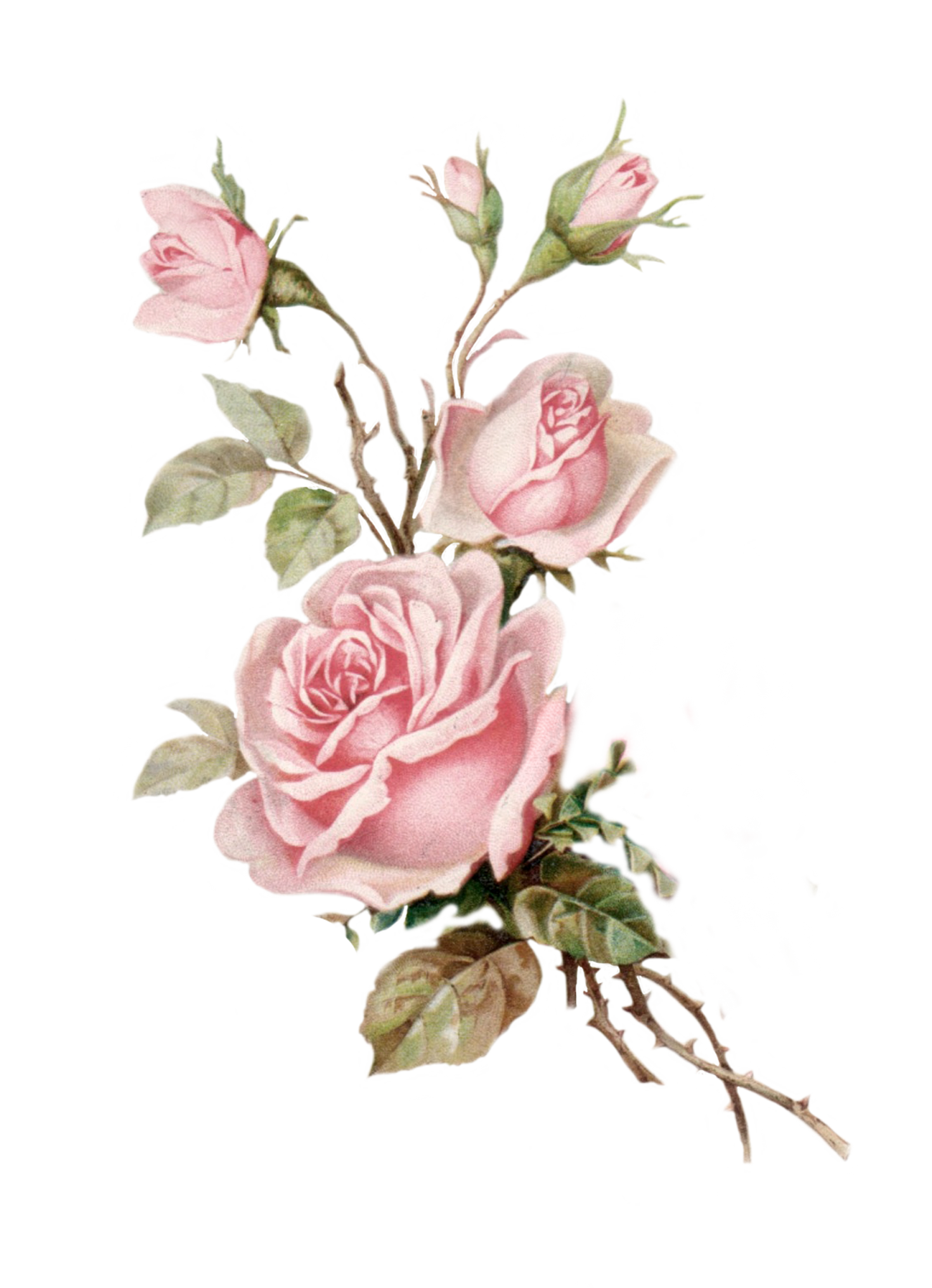 A vintage watercolor illustration of pink roses with green leaves and brown stems.