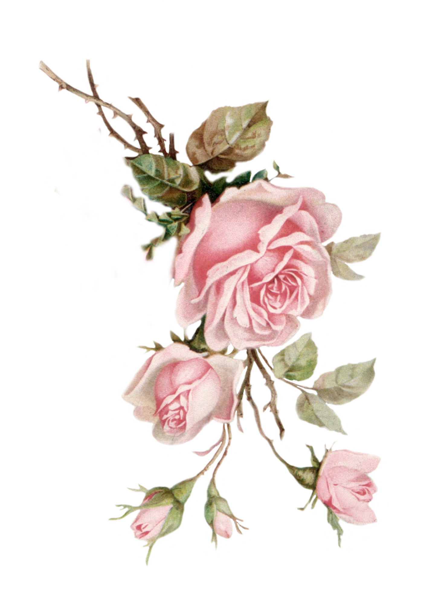 A vintage-style illustration of pink roses with green leaves and brown stems.