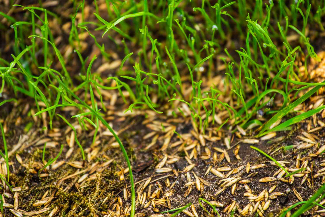 Close-up of green grass sprouts growing in soil with rice husks scattered on the ground.