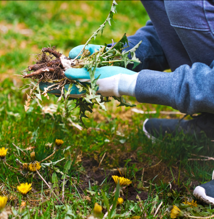 Person planting or transplanting a small plant or weed using gardening gloves in a grassy area with yellow flowers.