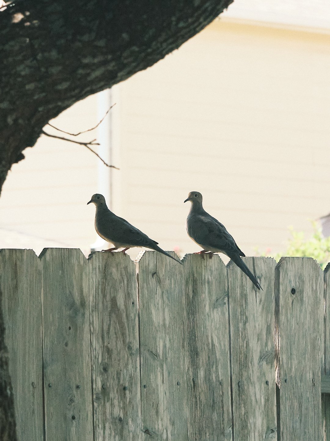 DSCF6011.jpg