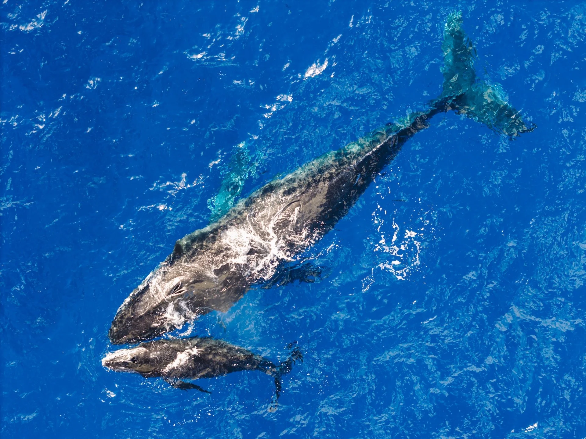 A whale swimming in clear blue ocean water in Hawaii. JB Creative is a professional wildlife photographer.