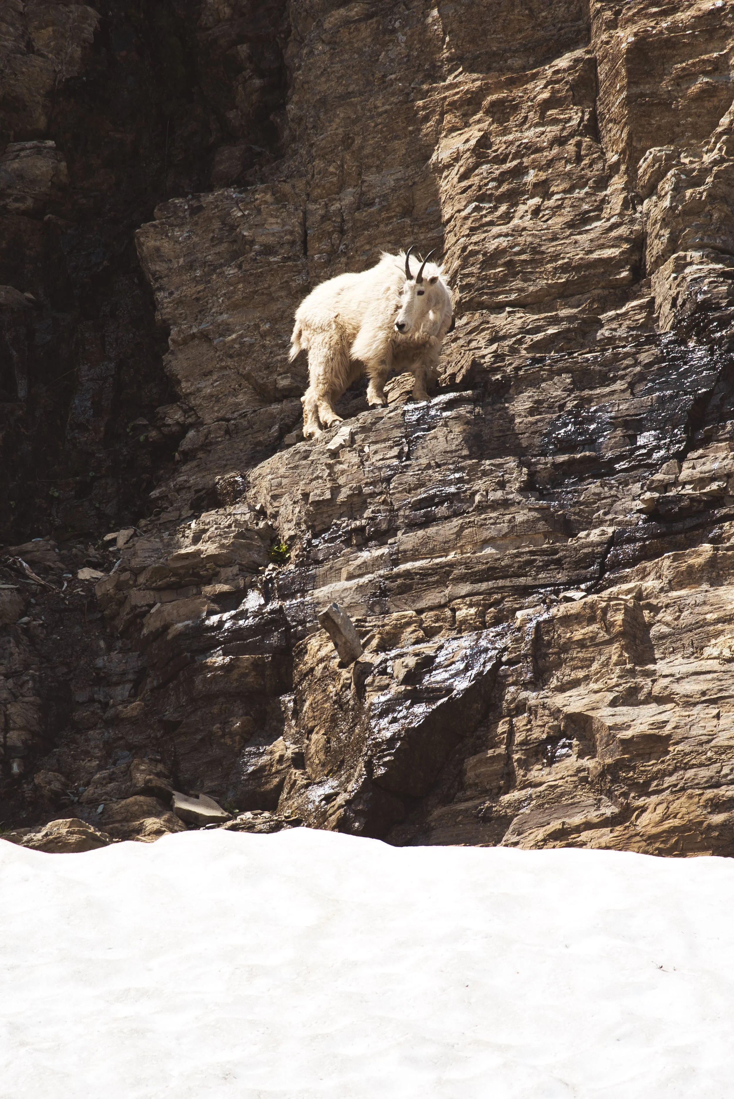Mountain goat standing on a rocky cliff.