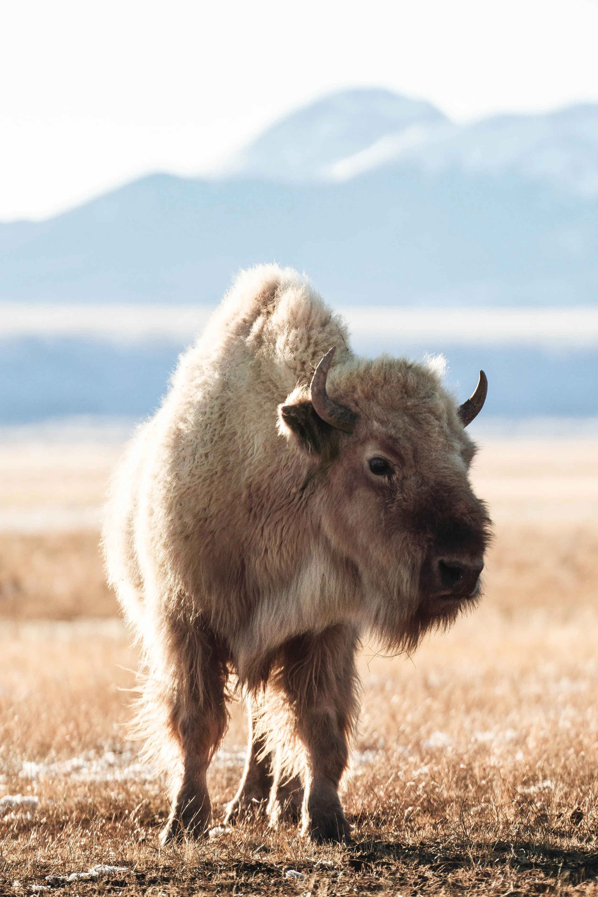 White bison standing in a grassy field with mountains in the background.