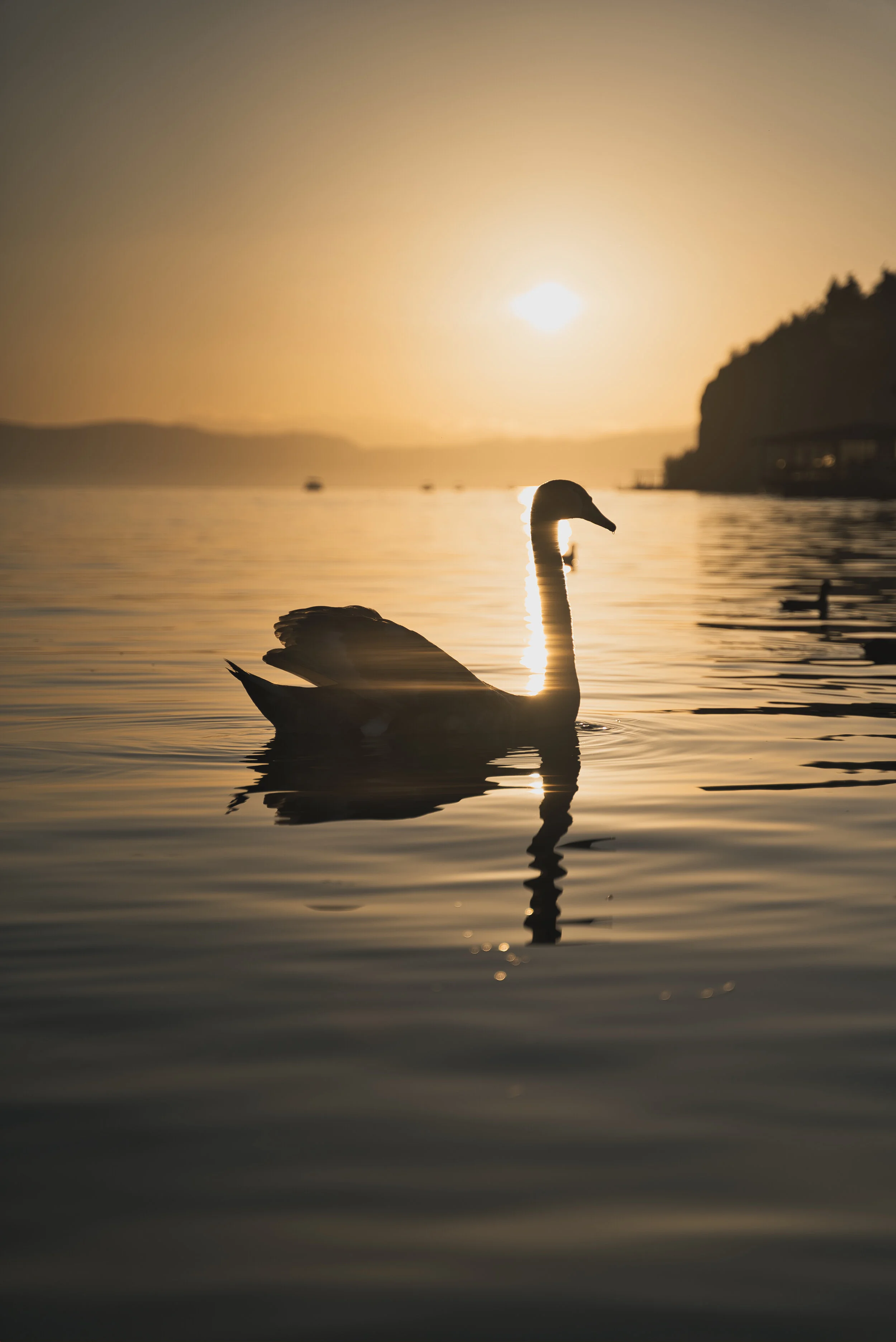 Swan swimming in a lake at sunset with silhouette reflection.