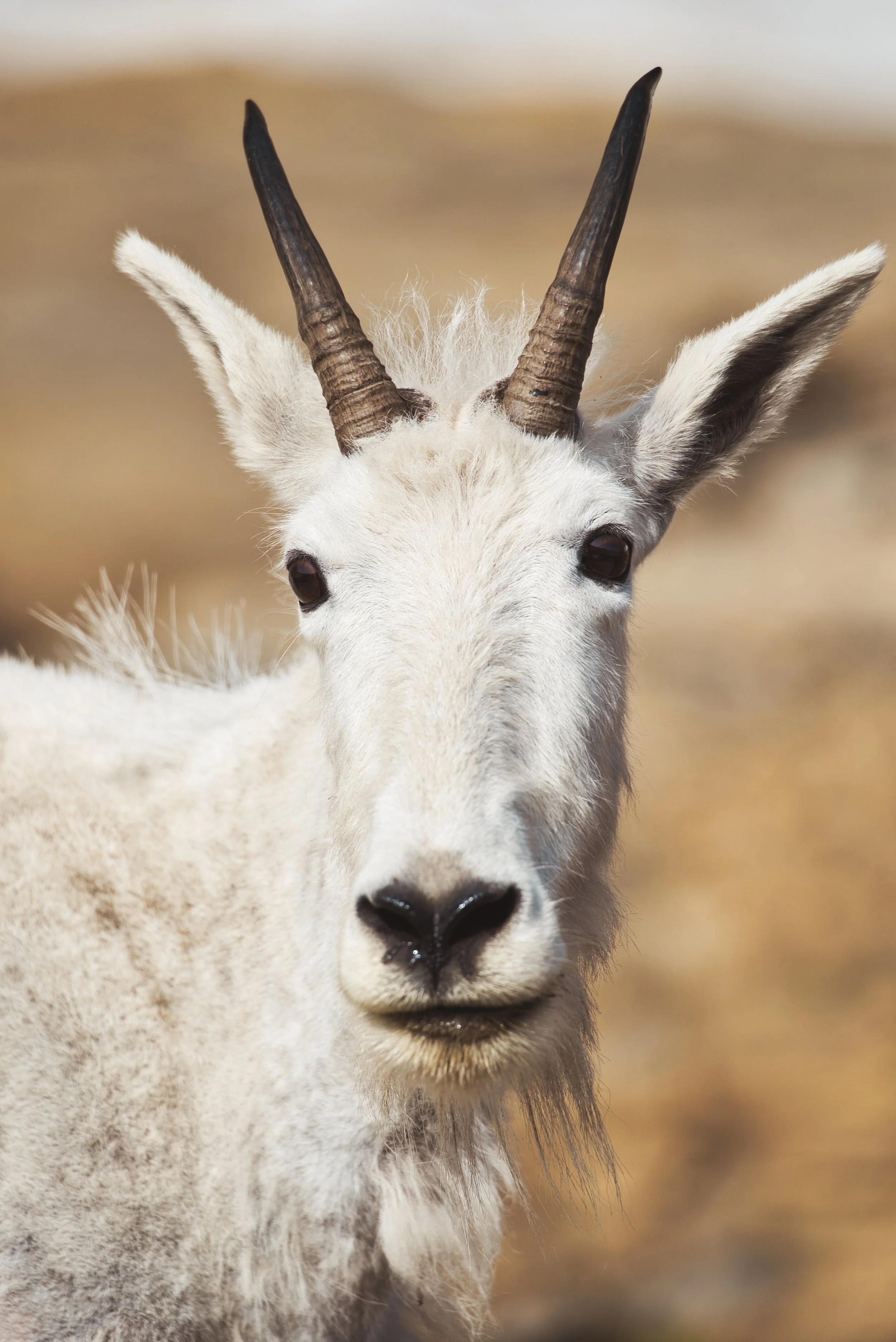 Mountain Goat Photo Glacier National Park