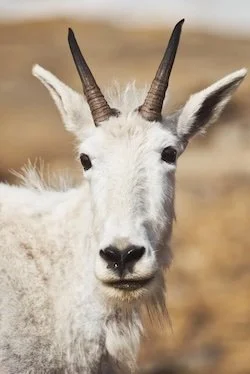 Buck Ridge Media Wildlife Photo in Glacier