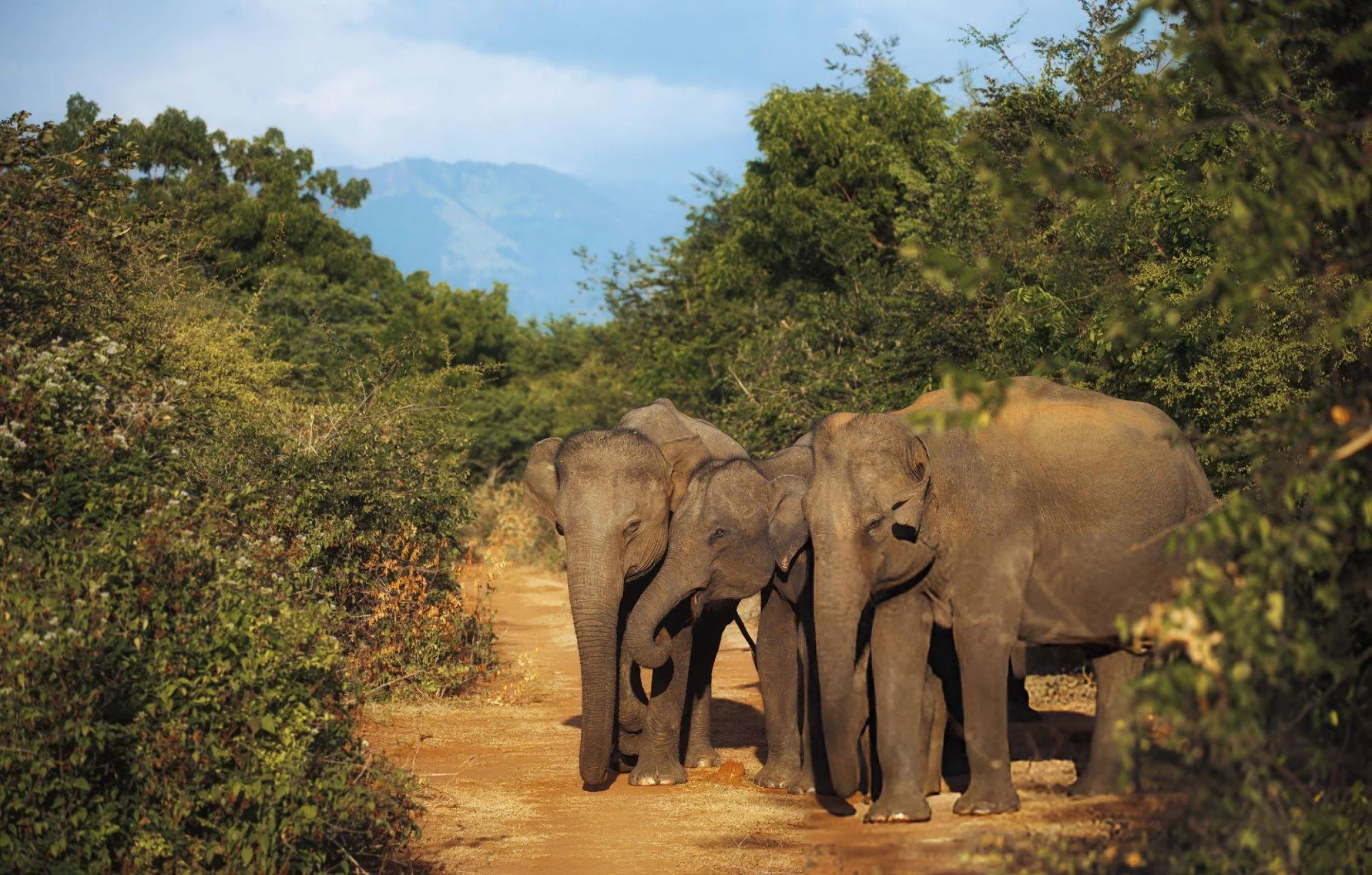 Slow moments among gentle giant: Udawalawe
