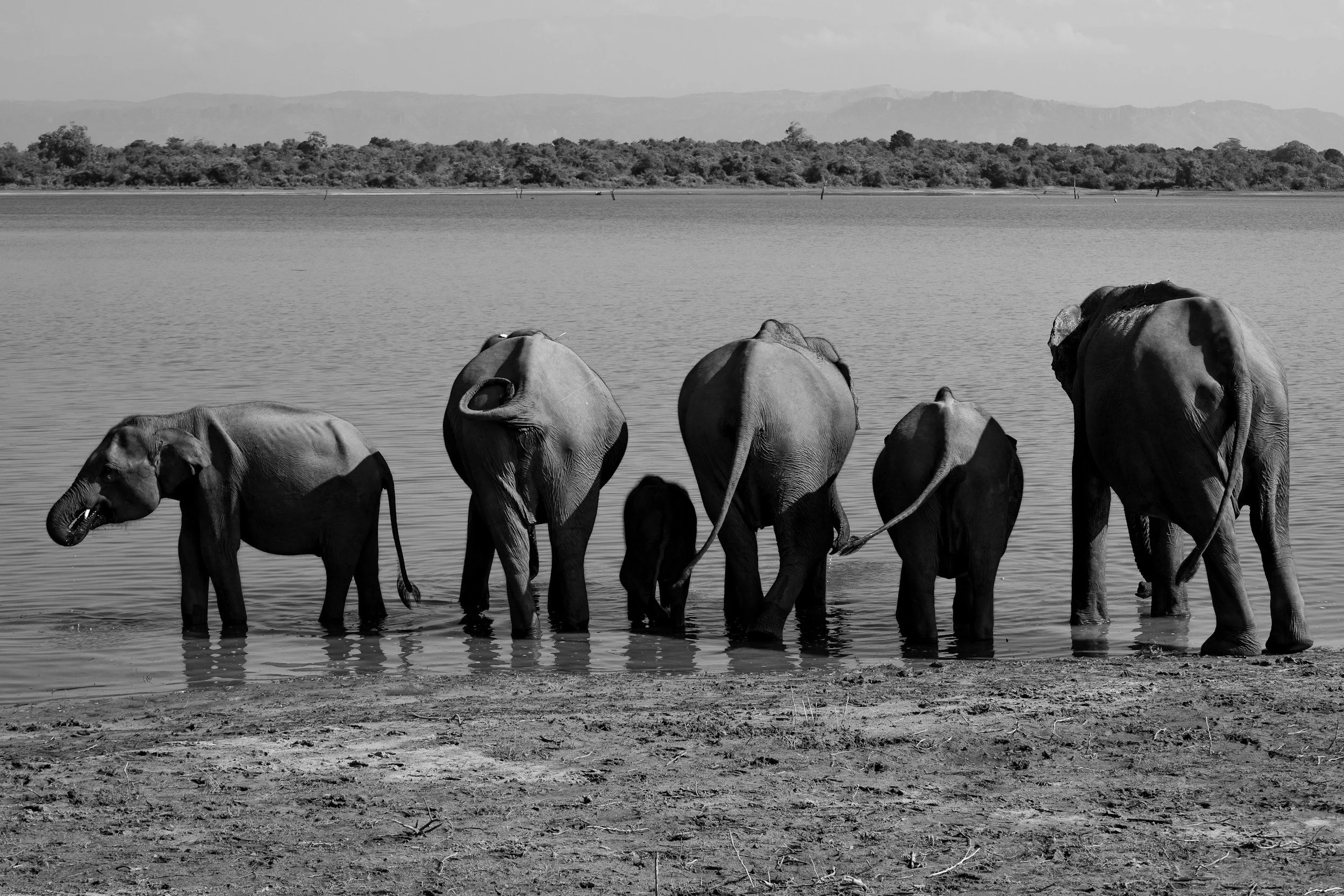 A group of five elephants standing in water along a shoreline, with trees and mountains in the background.