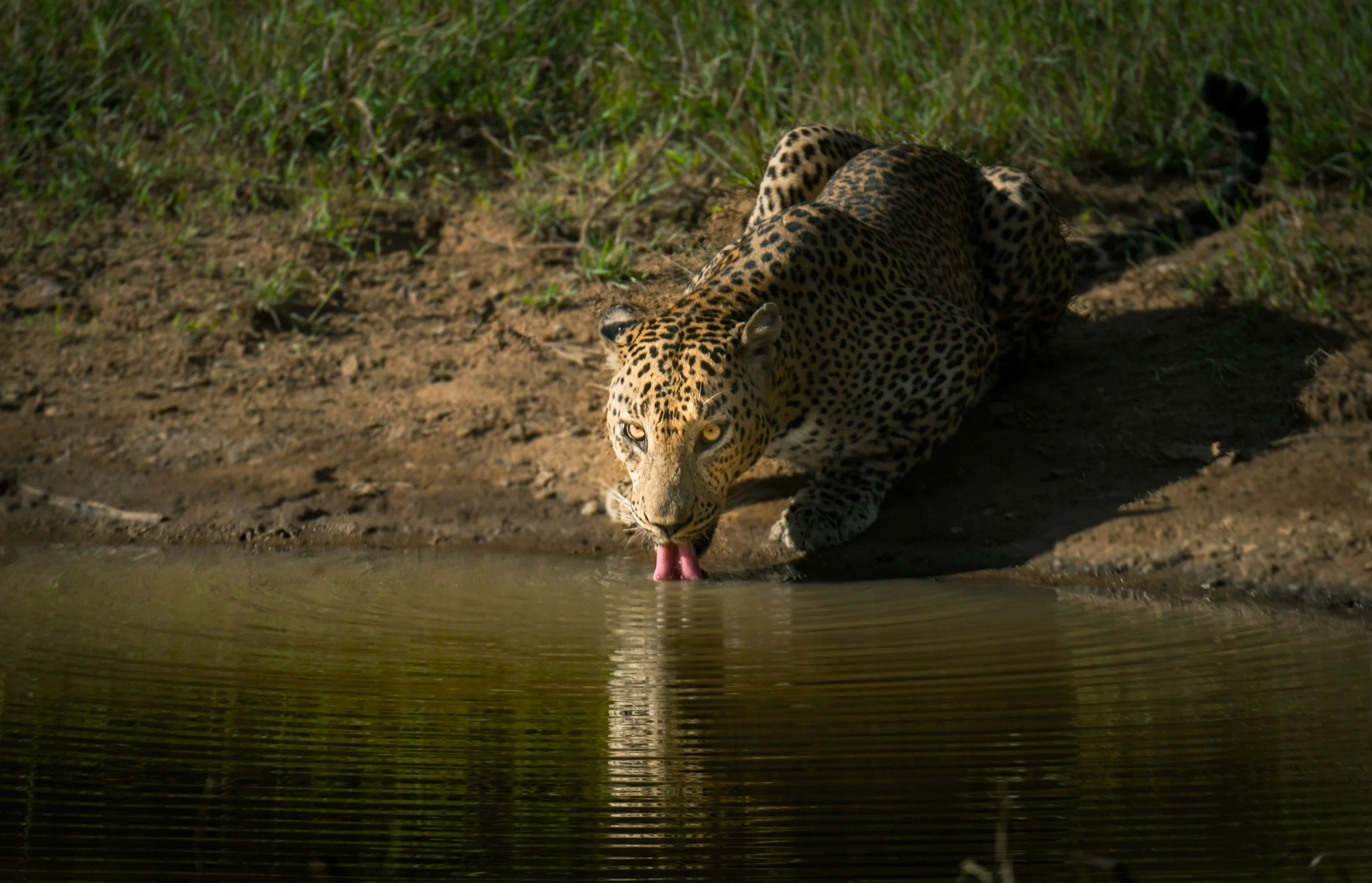 A jaguar drinking water from a riverbank in a jungle setting.