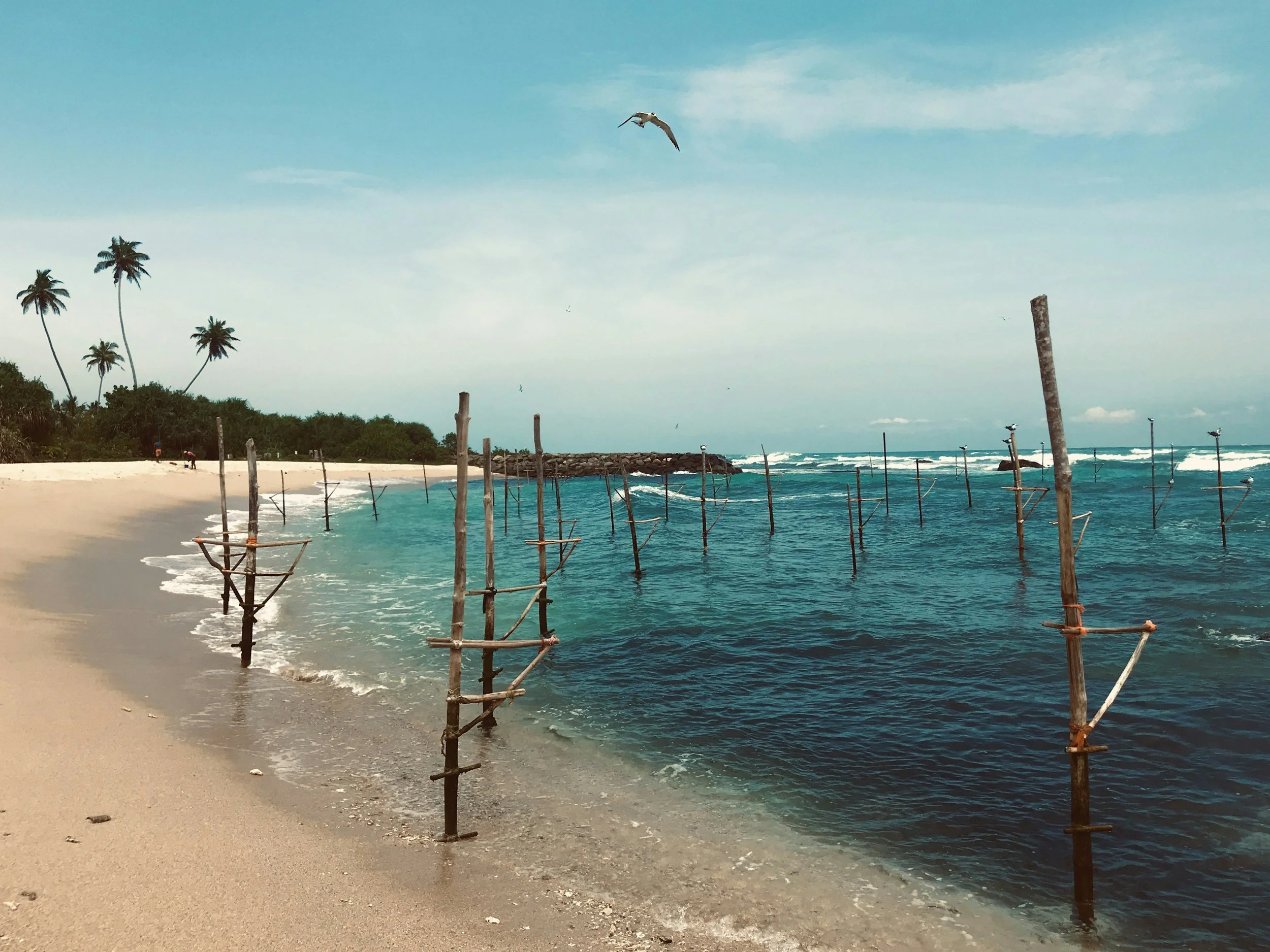 Beach with calm water, sand, and palm trees in the background. Wooden poles in the water, some with ropes, possibly for fishing or fishing nets. Bird flying in the sky.