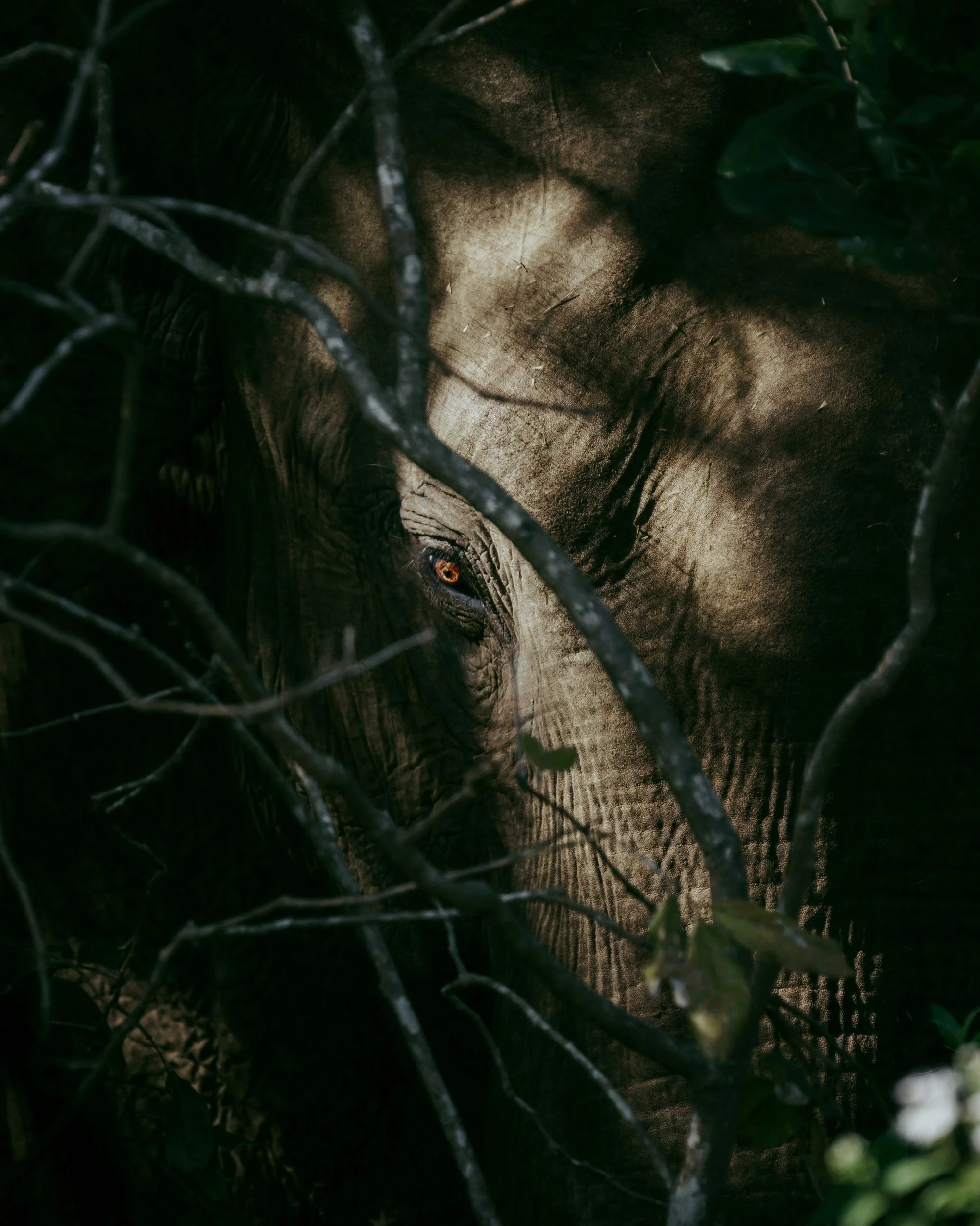 Close-up of an elephant peeking through tree branches and leaves, with one eye visible and sunlight illuminating its face.