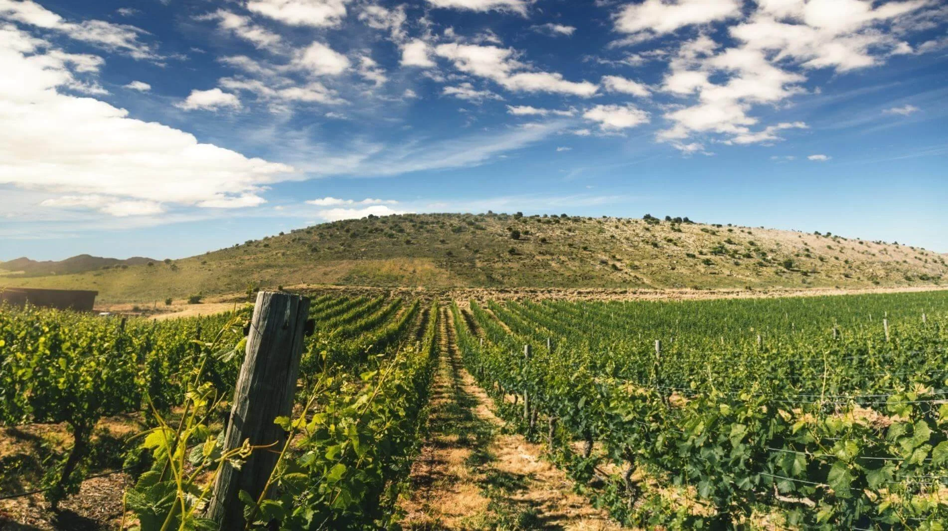 Whispers of the Vineyard — Half-Day