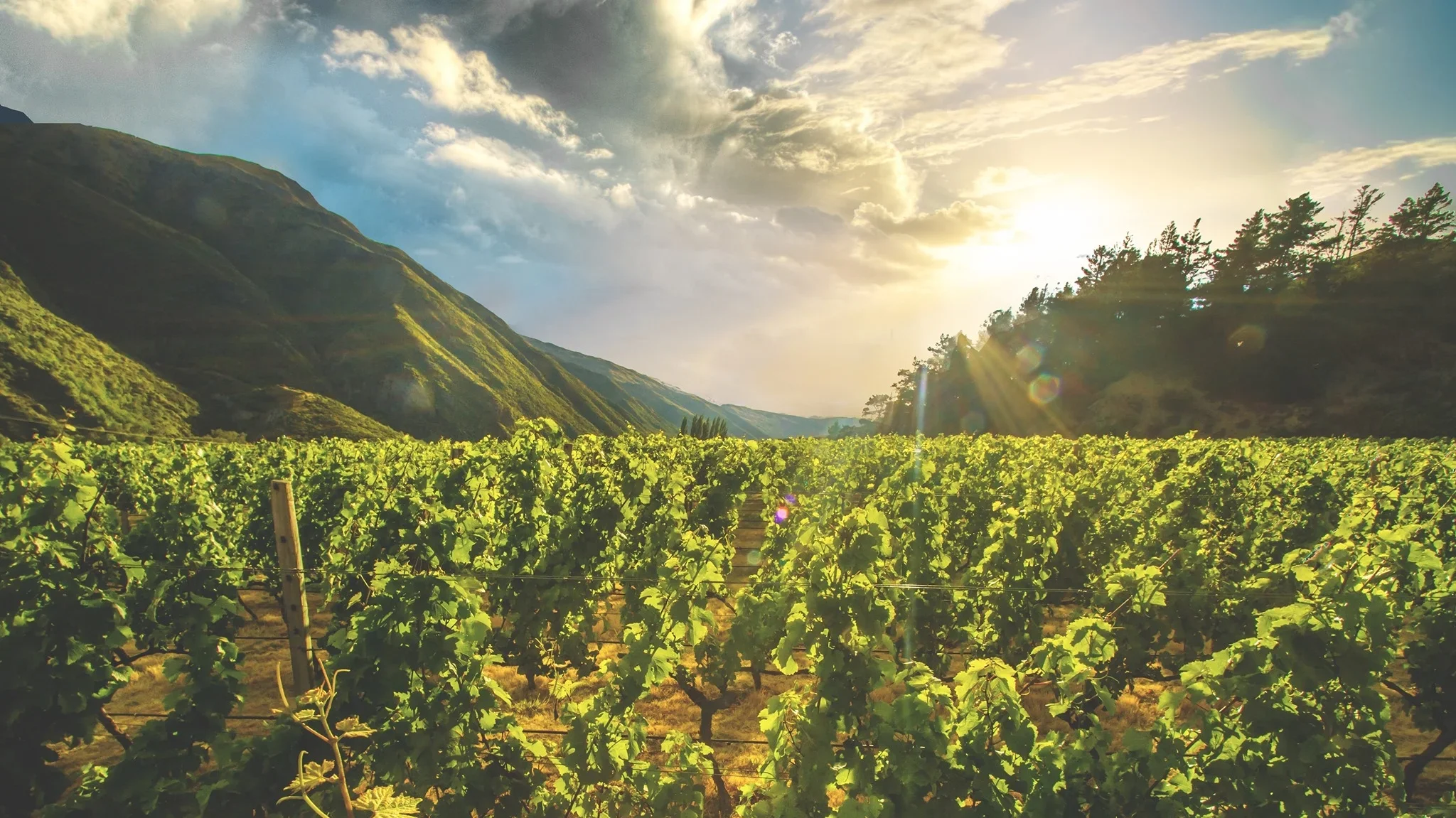 Essence of Terroir - Full Day