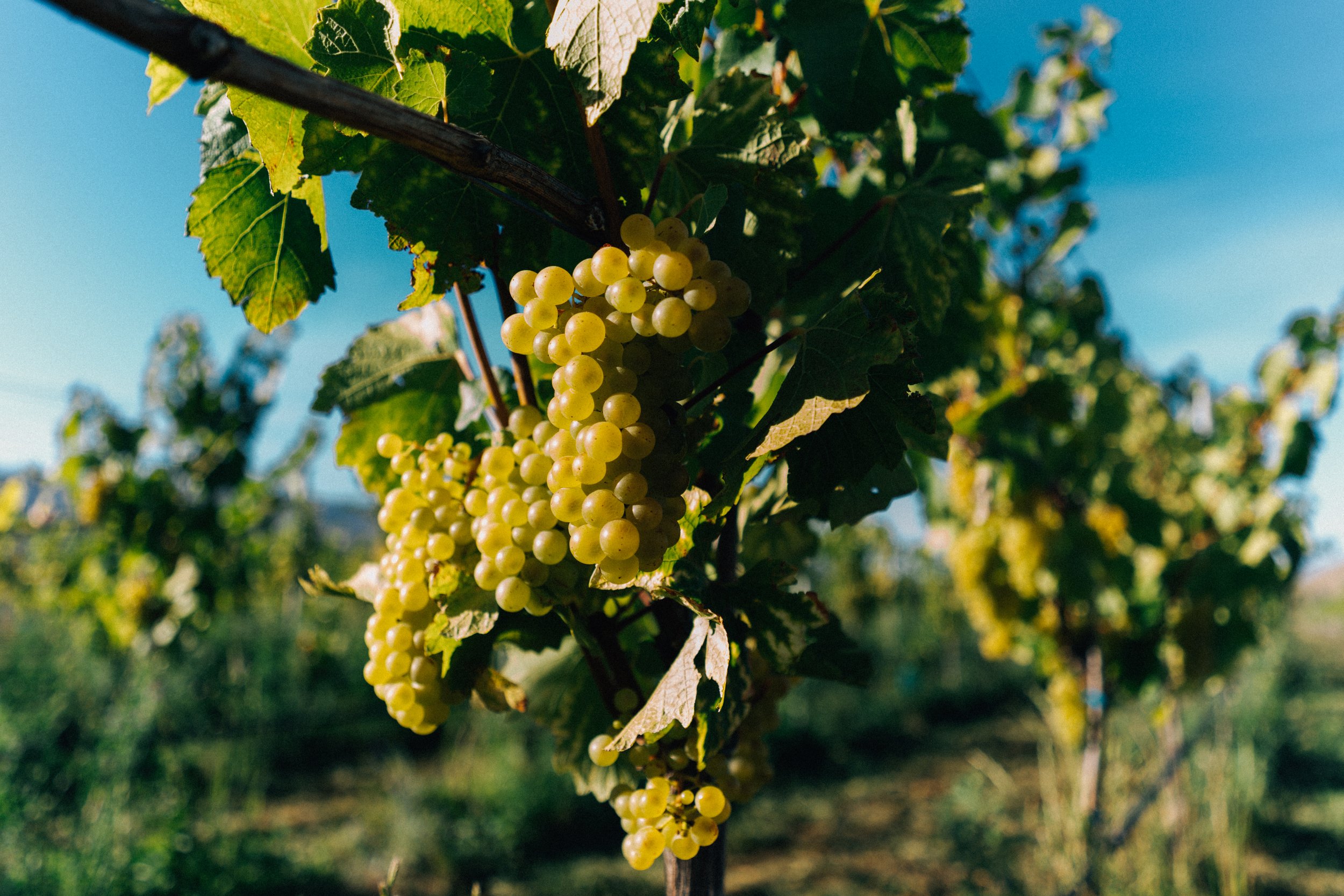 White grape vine.jpg