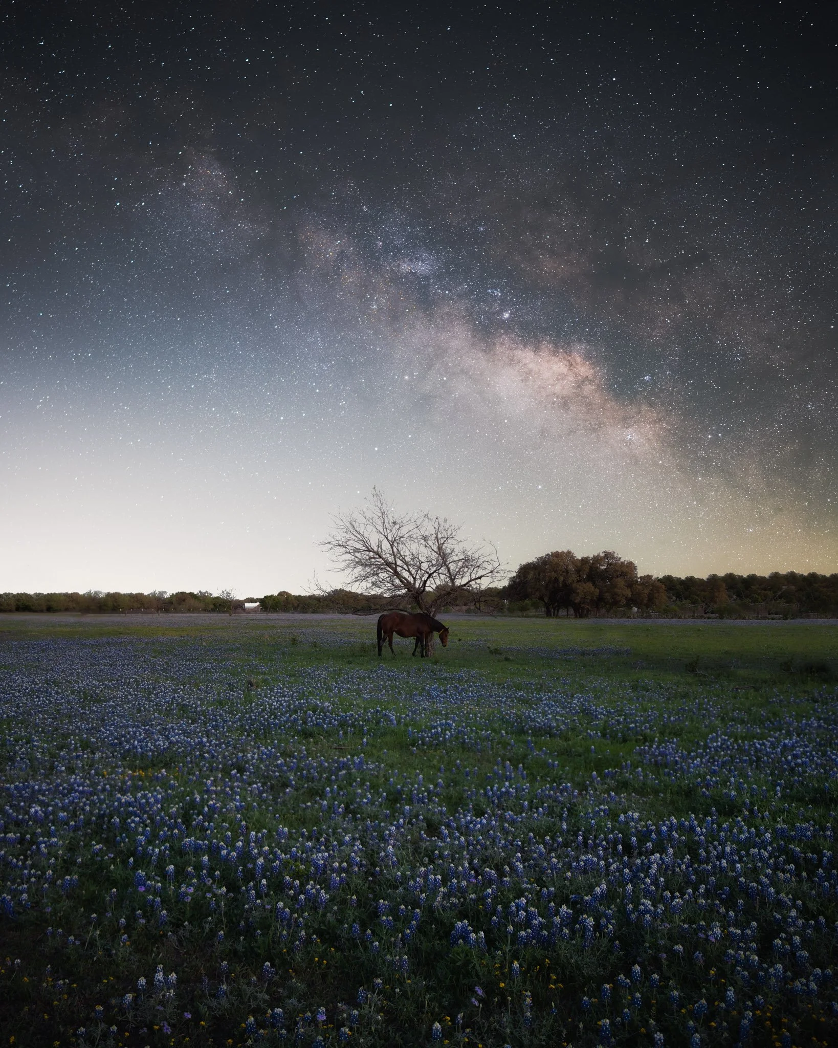 Night sky filled with stars and Milky Way, a landscape with a lone tree, a horse grazing, and a field of blue and purple flowers.