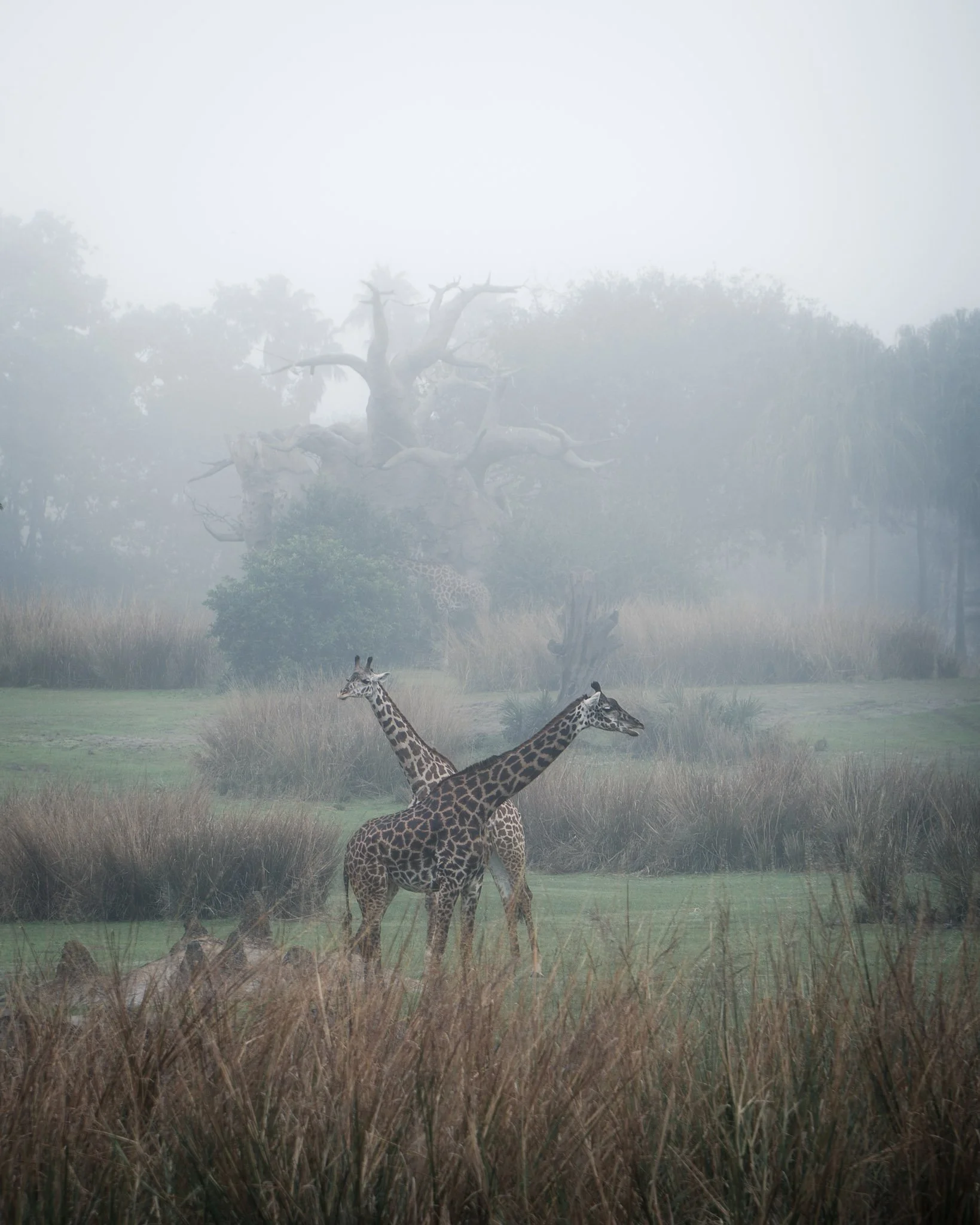 Two giraffes standing in tall grass near a water body in a misty savanna landscape with trees in the background.