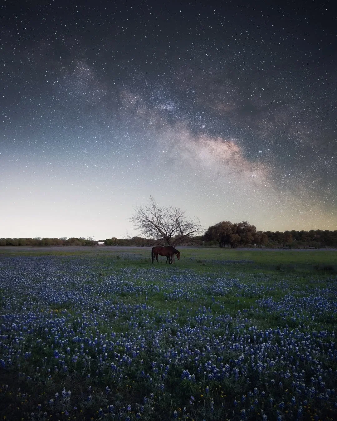 Night sky filled with stars and the Milky Way galaxy, with a silhouette of a tree and a horse grazing in a field of blue flowers.