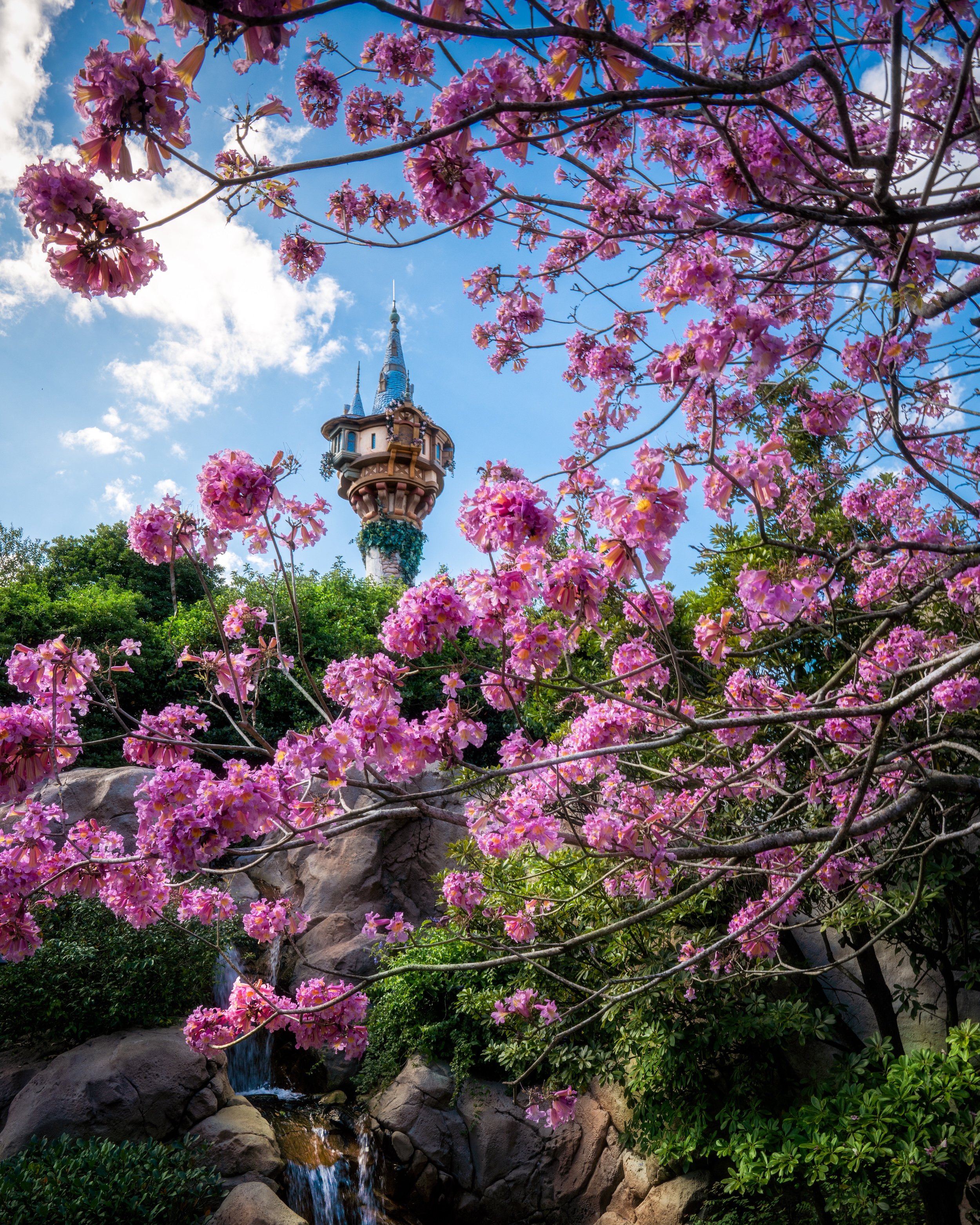 Pink flowering tree over a small waterfall and rocks, with a castle tower in the background against a blue sky with white clouds.