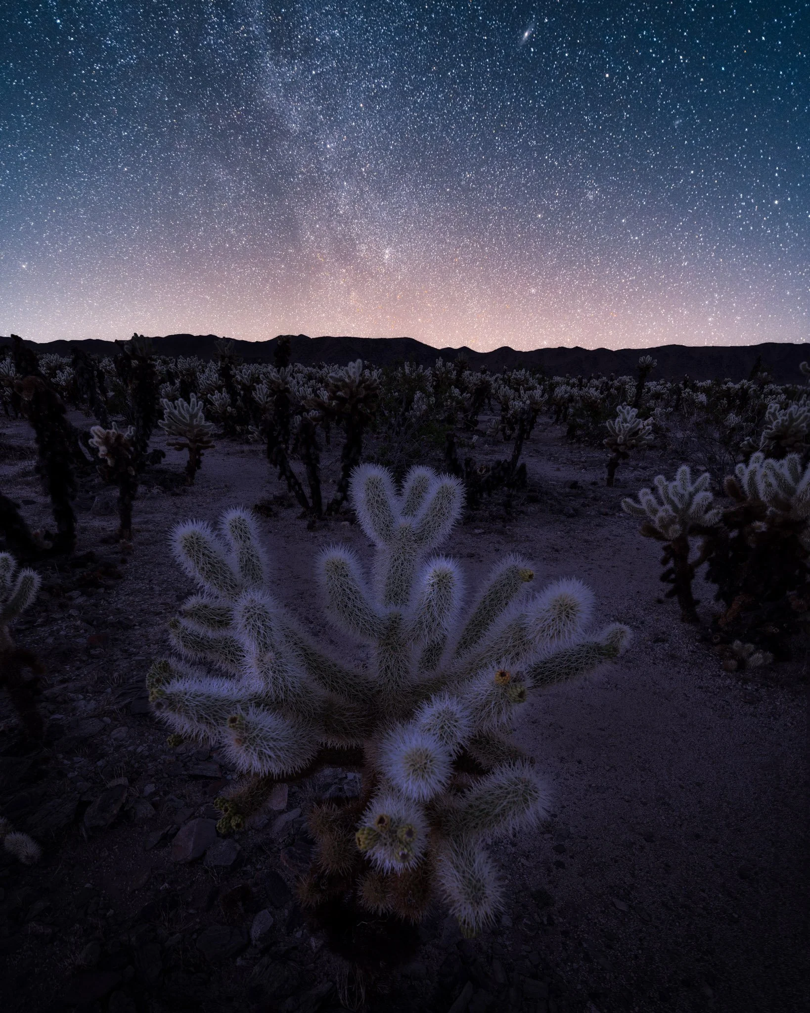 Nighttime desert landscape with cacti and flowers under a star-filled sky and visible galaxy.